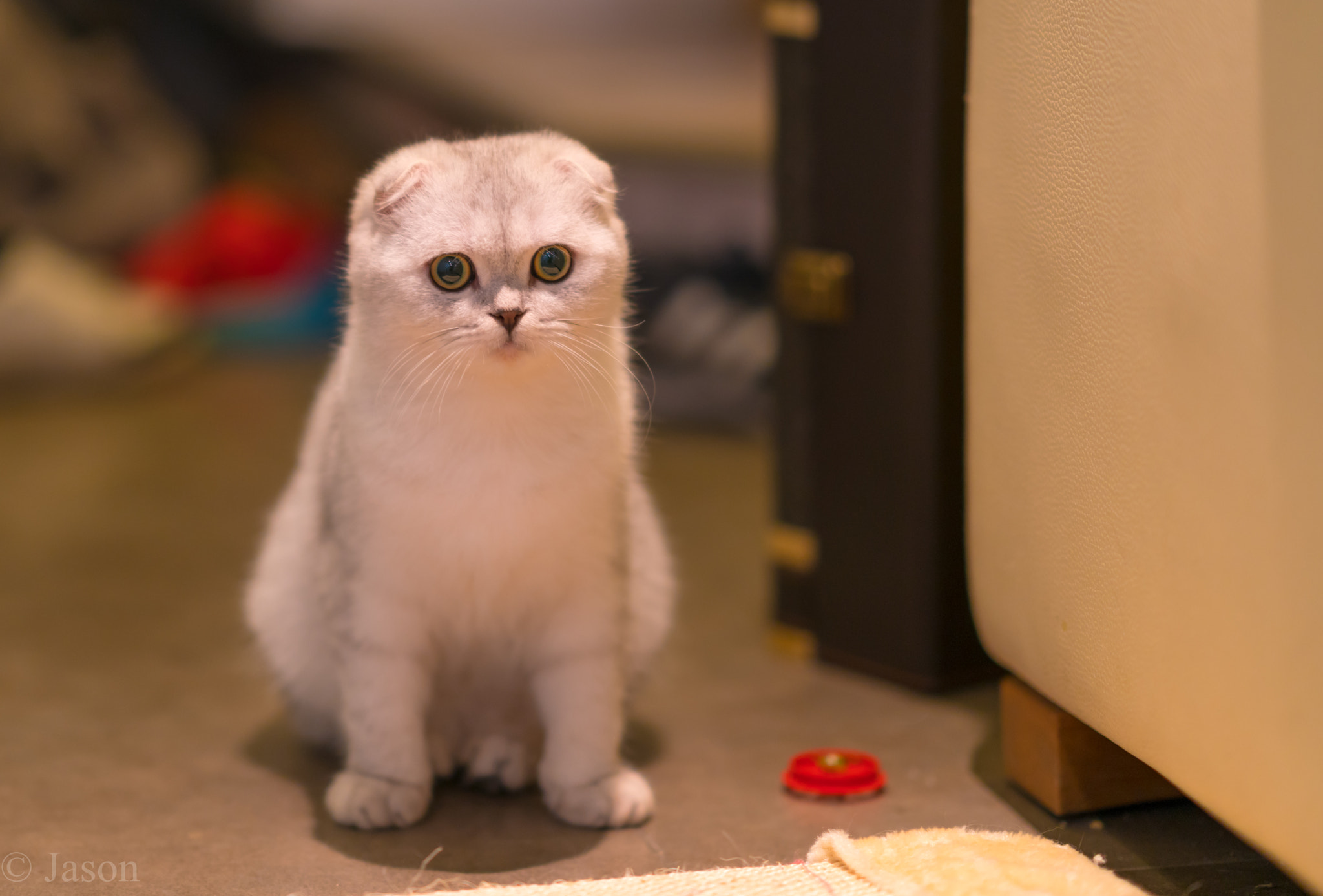 Sony FE 85mm F1.4 GM sample photo. Kitten photography