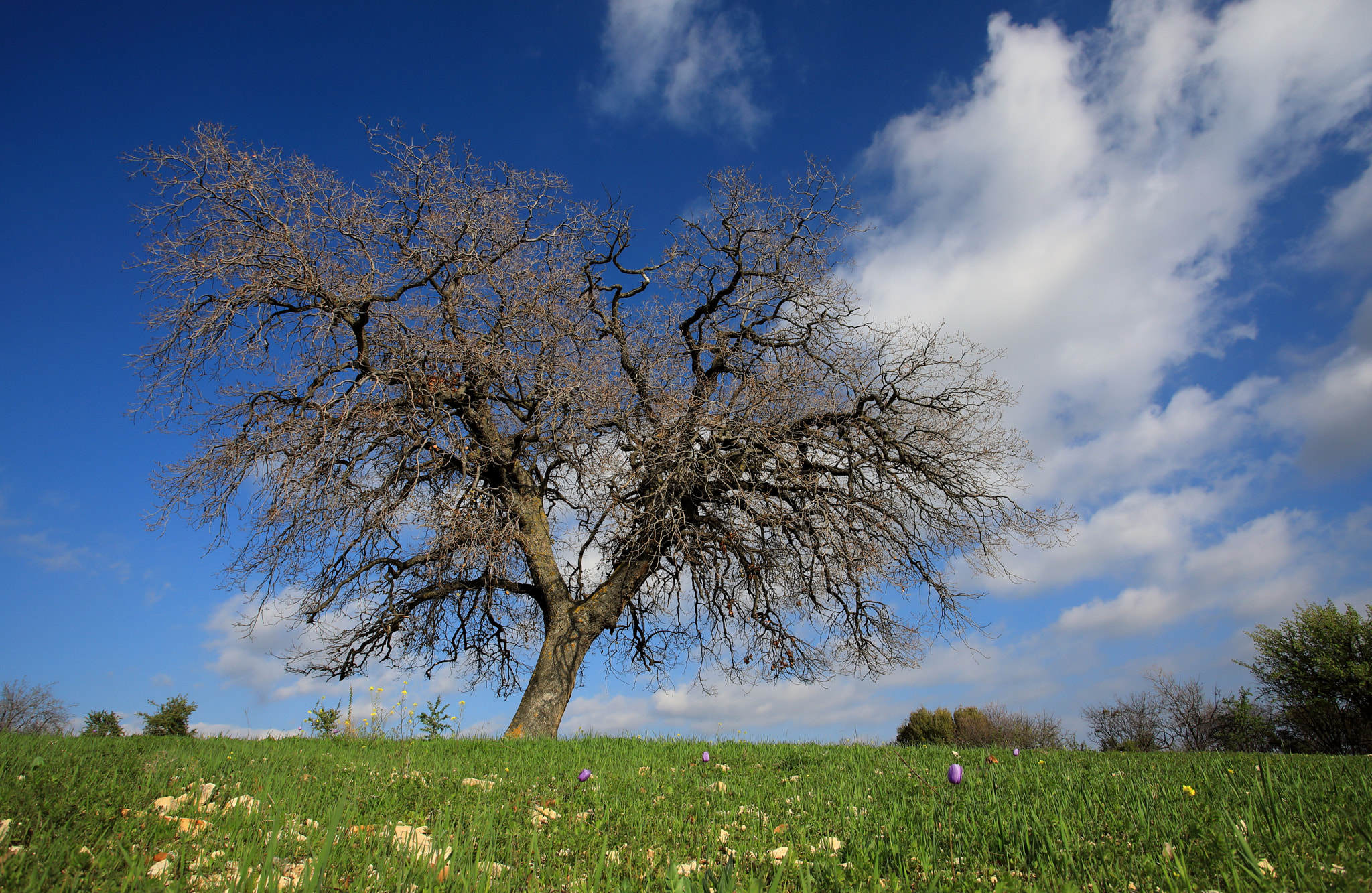 Canon EF 17-40mm F4L USM sample photo. Big tree photography