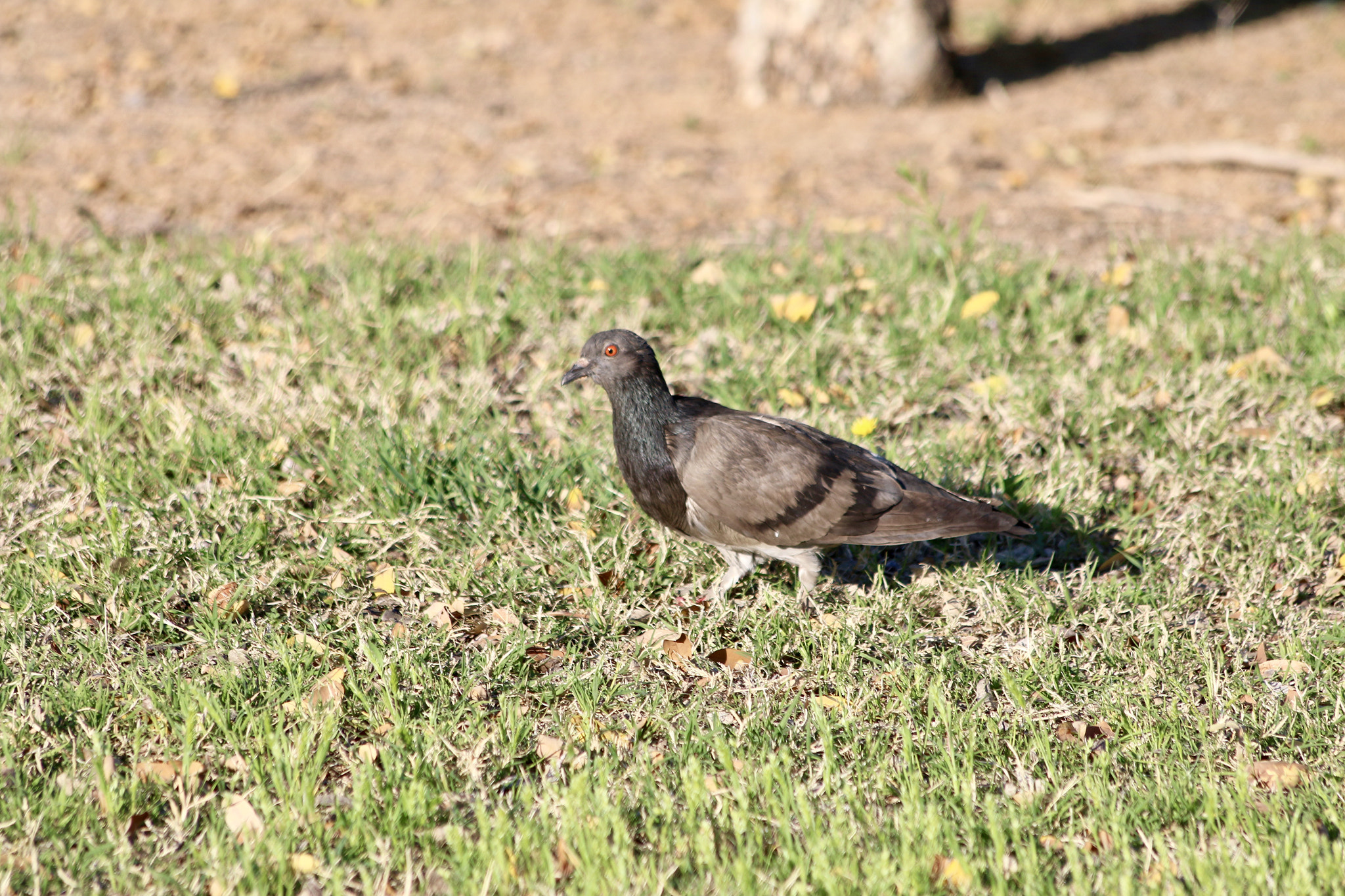 Canon EF 70-300mm F4-5.6 IS USM sample photo. Pigeon photography