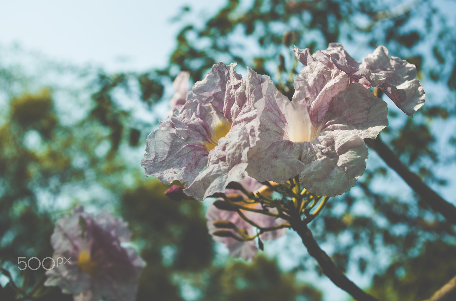 smc PENTAX-DA L 18-55mm F3.5-5.6 sample photo. Flower closeup photography