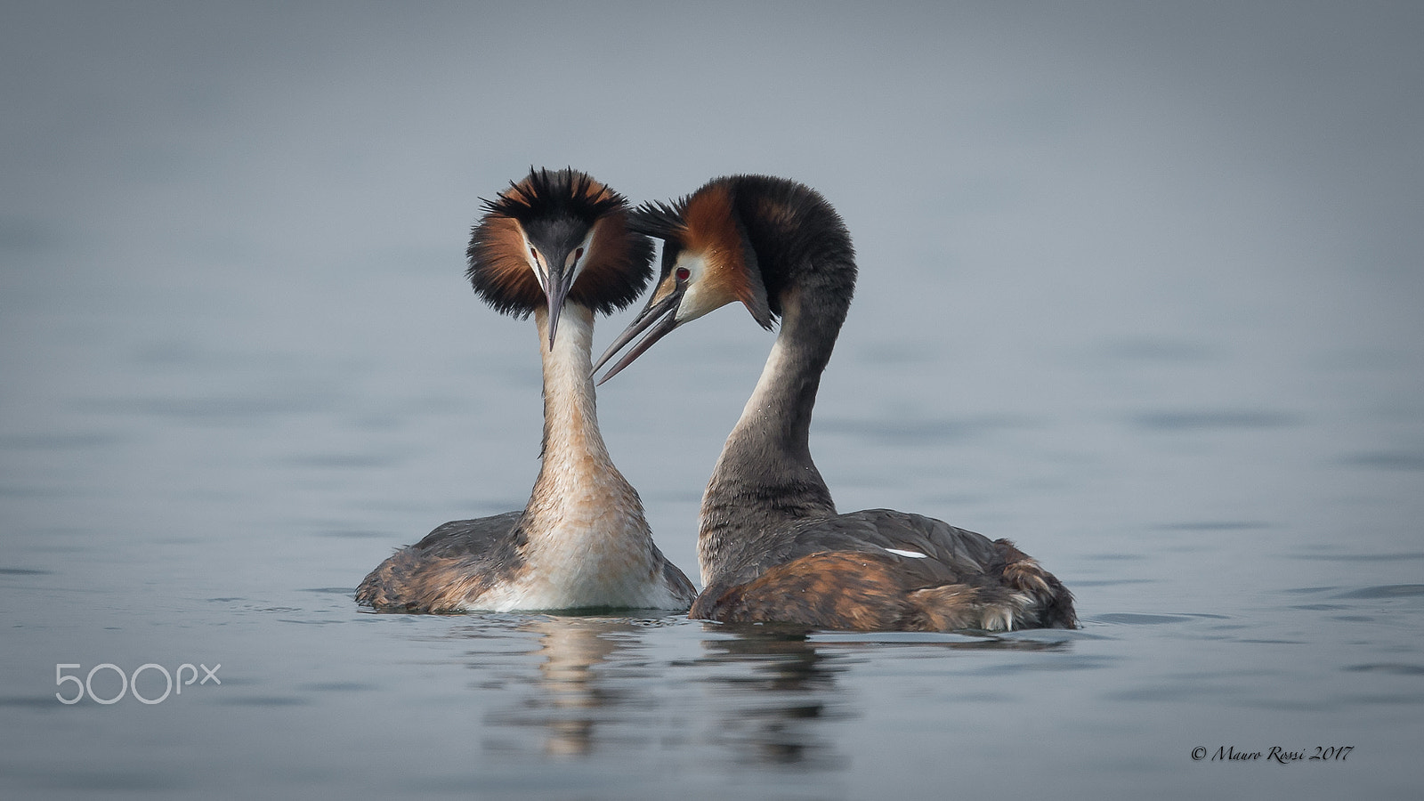 Nikon AF-S Nikkor 500mm F4E FL ED VR sample photo. Svassi maggiori - podiceps cristatus. photography