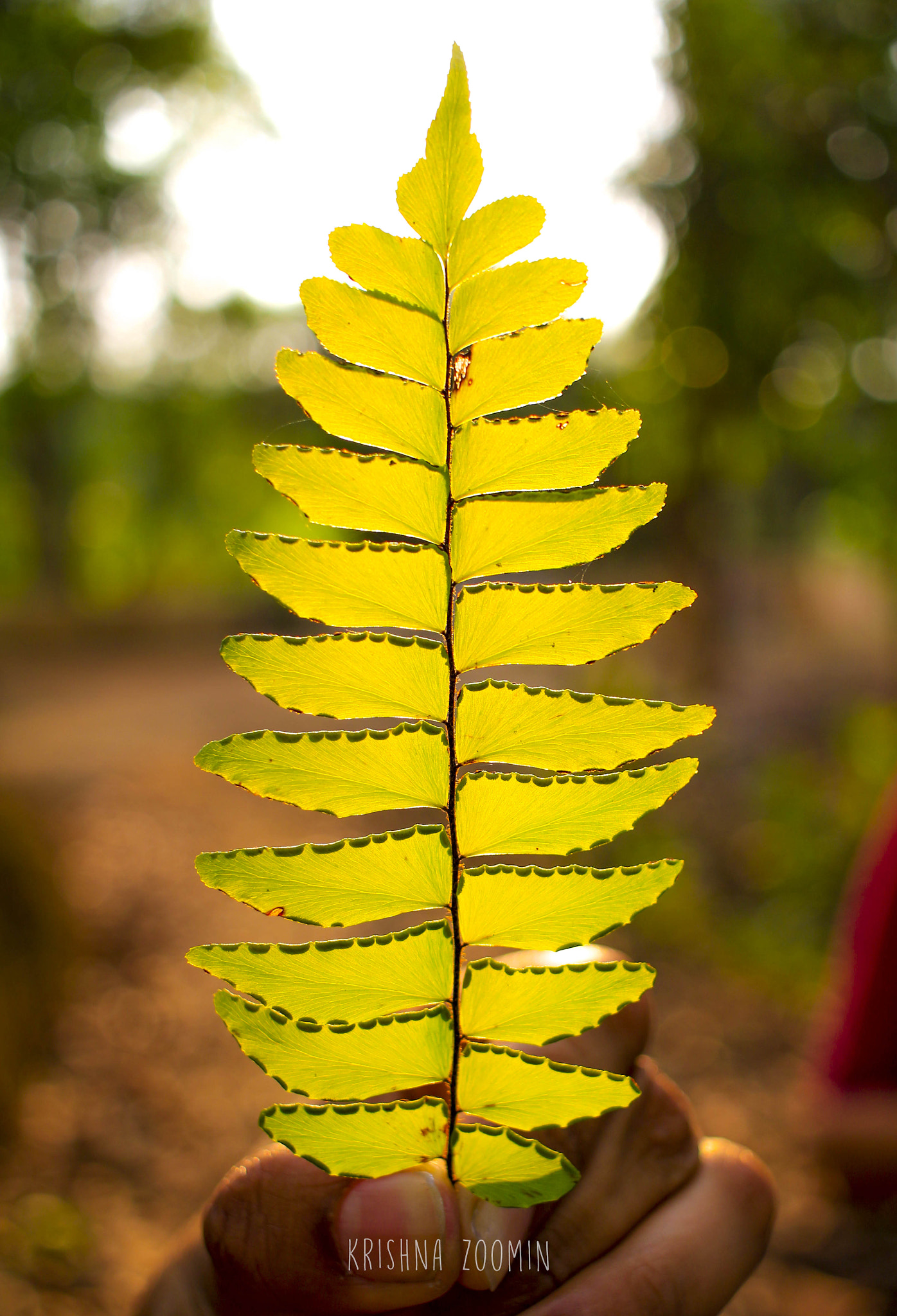 Canon EF-S 24mm F2.8 STM sample photo. Light weight photography