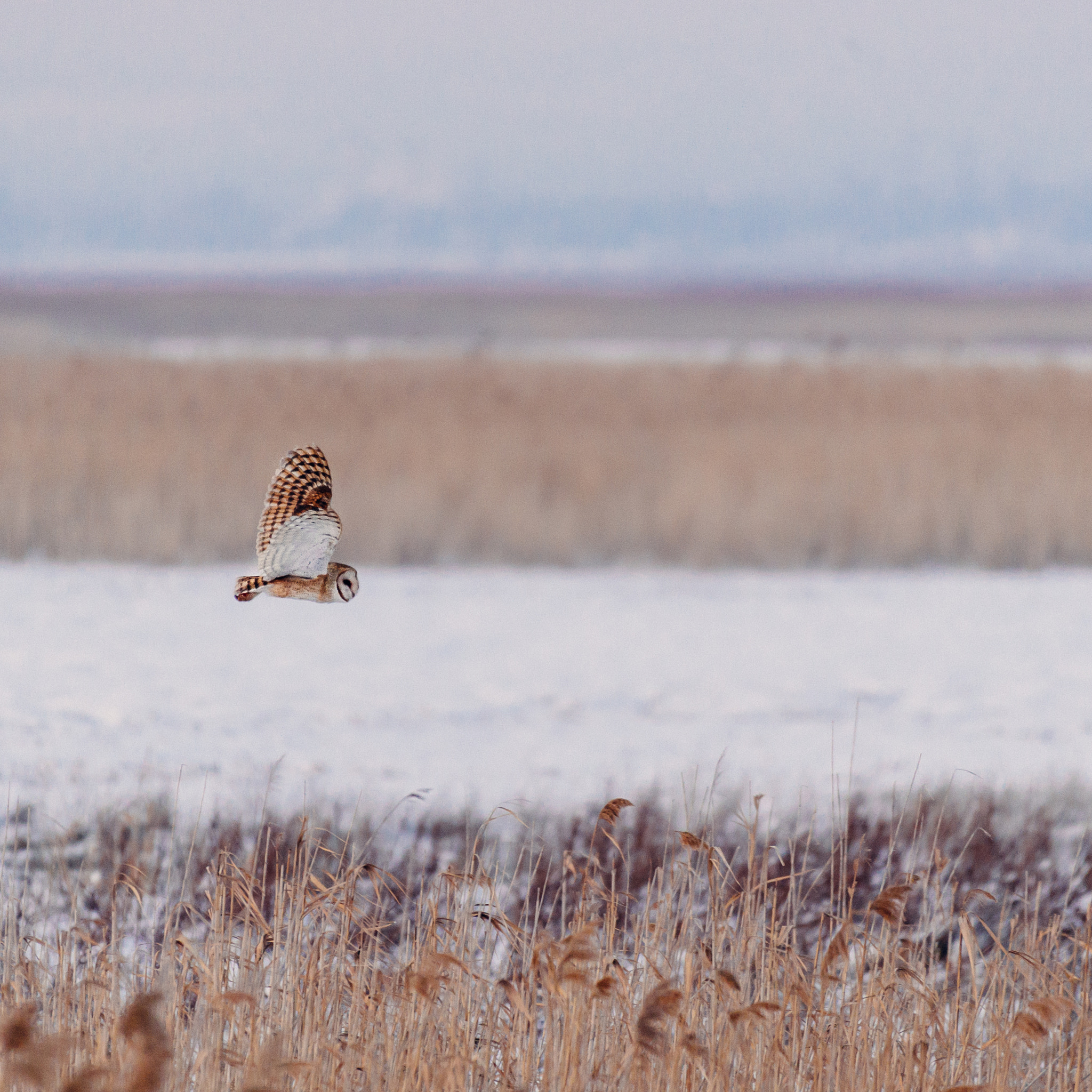 Nikon AF-S Nikkor 200-500mm F5.6E ED VR sample photo. Barn owl flight 1 photography