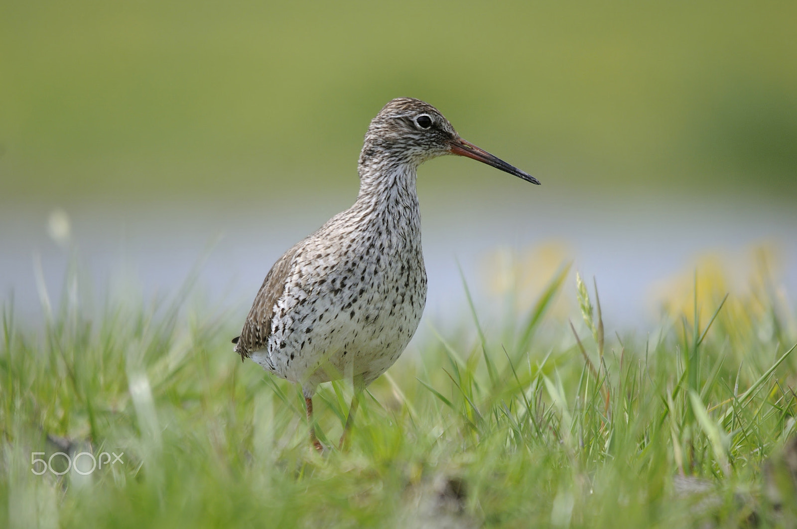 Nikon D300S + Sigma 150-500mm F5-6.3 DG OS HSM sample photo. Common redshank beiing pretty photography