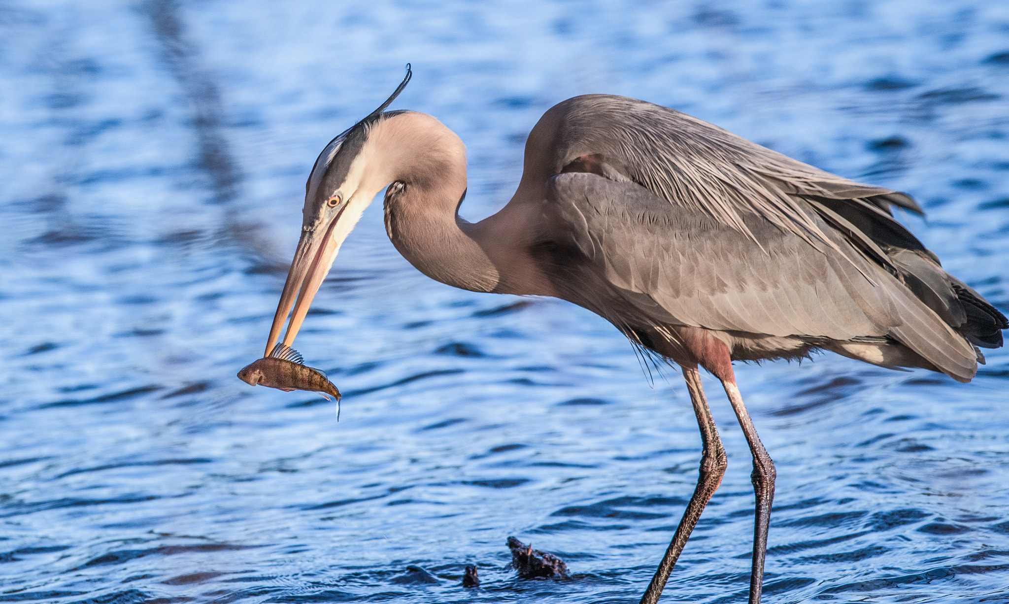 Canon EF 70-200mm F4L IS USM sample photo. Great blue heron and its catch photography