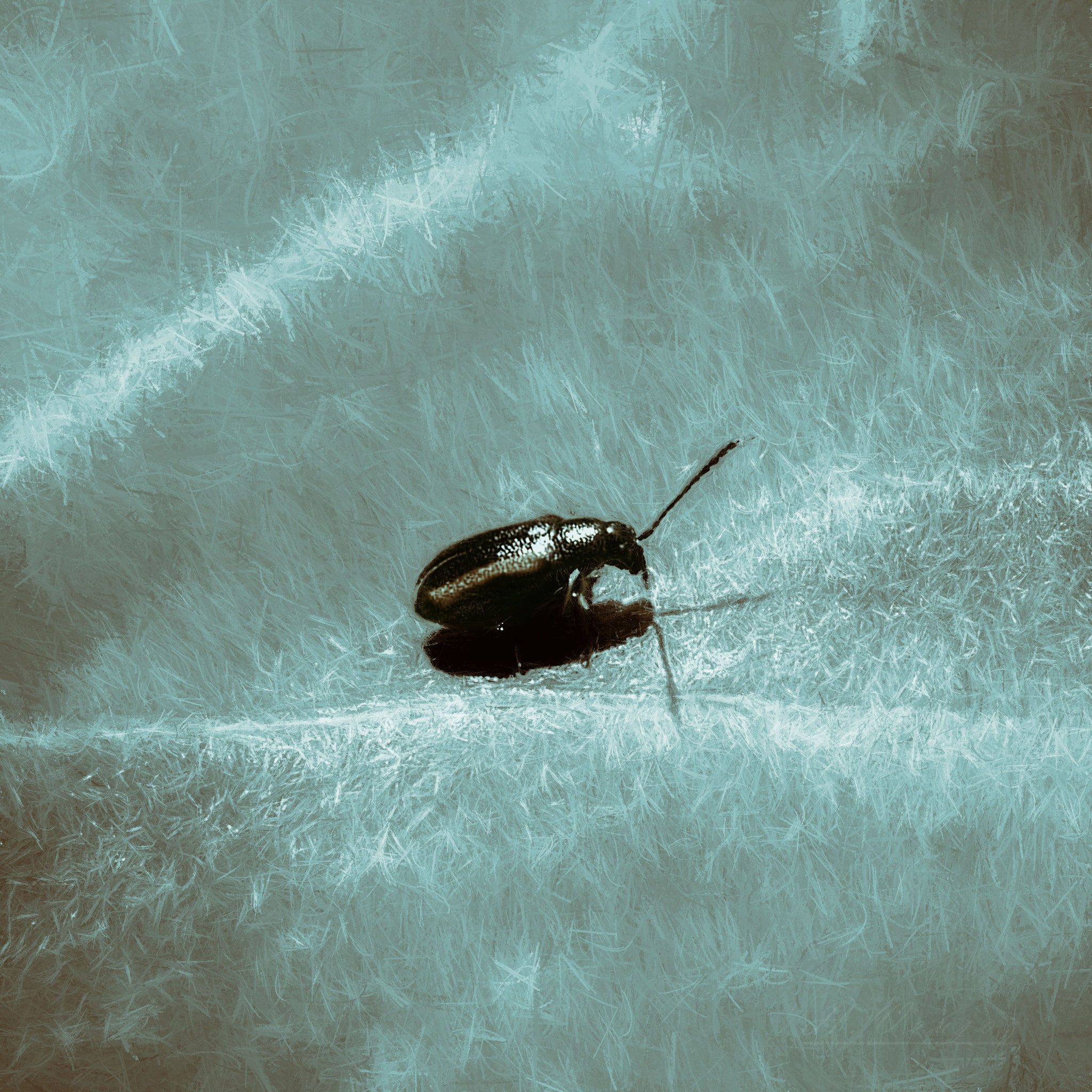 Canon EF-S 18-55mm F3.5-5.6 IS sample photo. Coleoptere photography