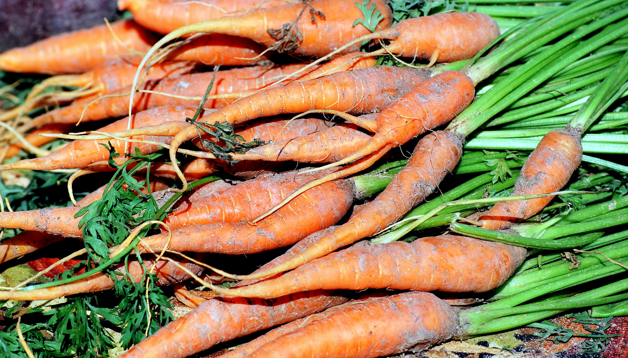 Nikon D60 sample photo. Organic carrots. photography