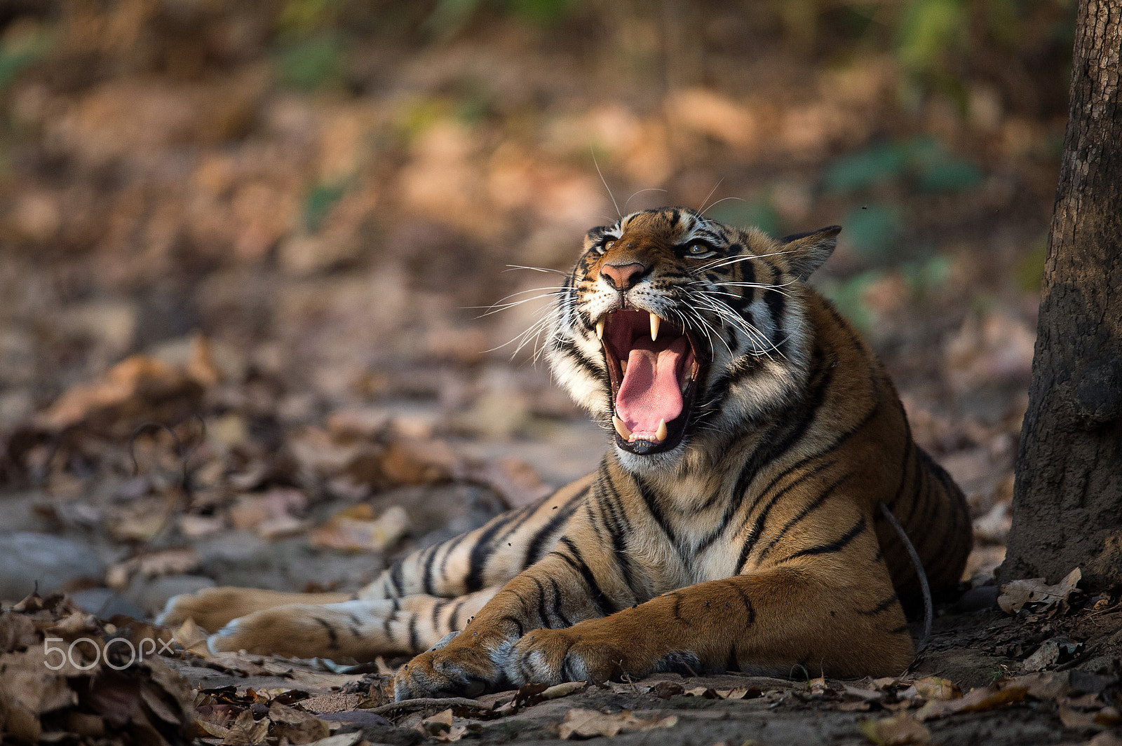 Nikon AF-S Nikkor 600mm F4G ED VR sample photo. Tiger yawning photography