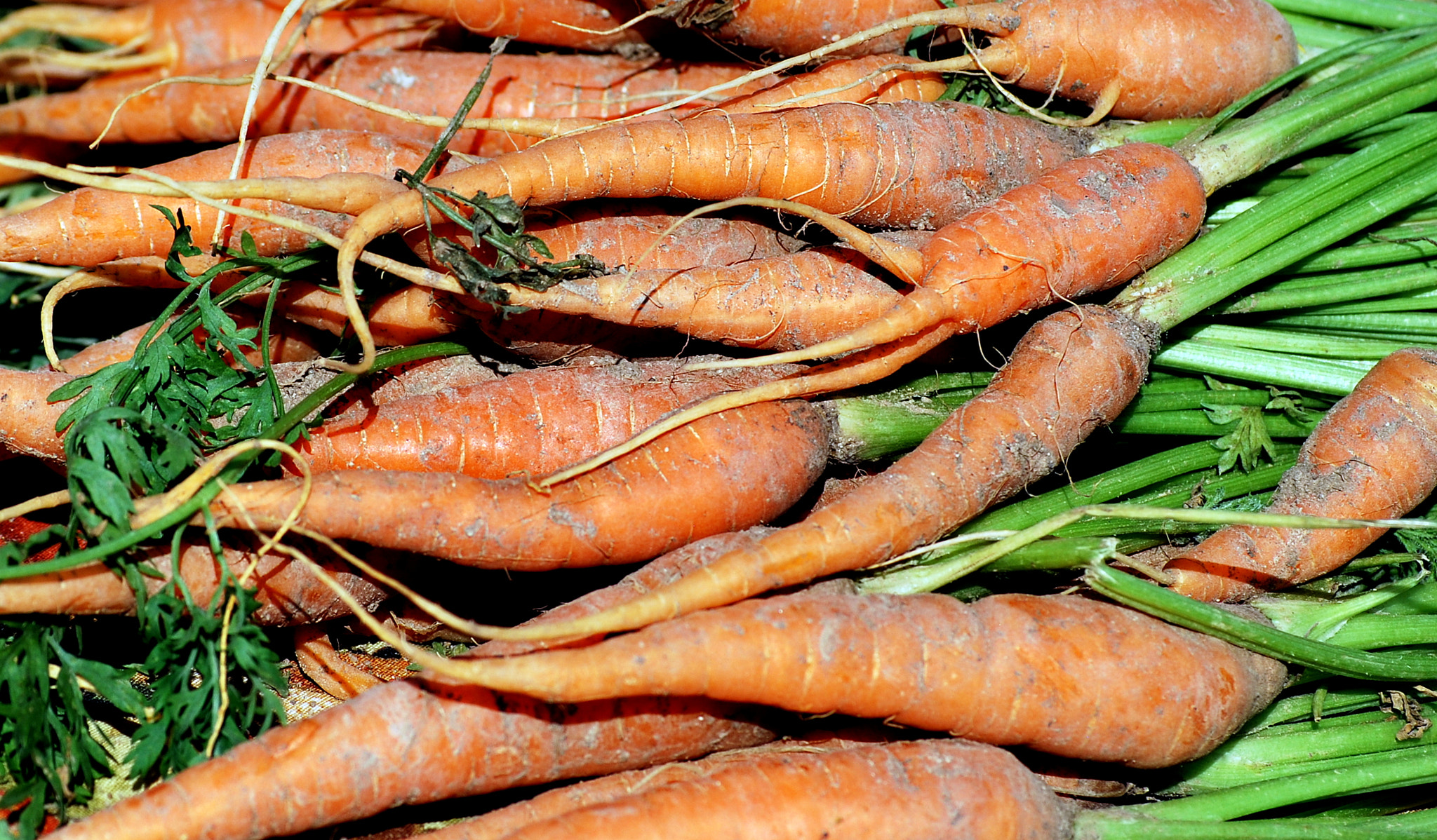 Nikon D60 sample photo. Organic carrots. photography