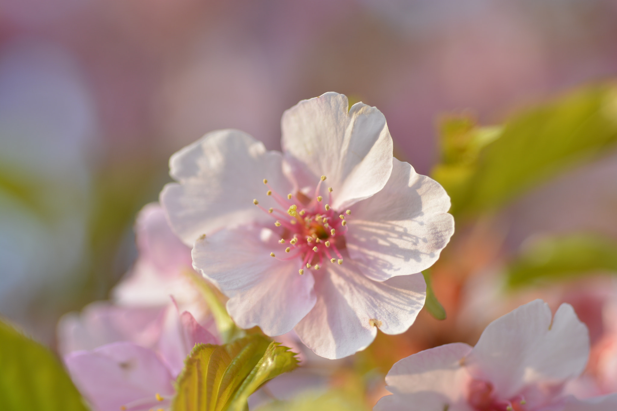 Nikon D7100 + Nikon AF Micro-Nikkor 60mm F2.8D sample photo. Sakura in sunlight photography