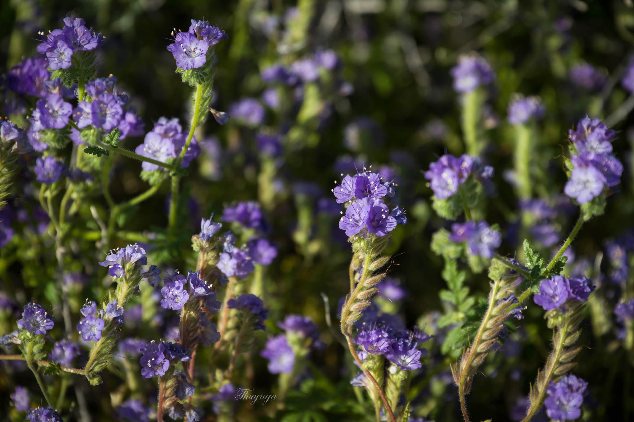Canon EF 70-300mm F4-5.6L IS USM sample photo. Springtime in the desert photography