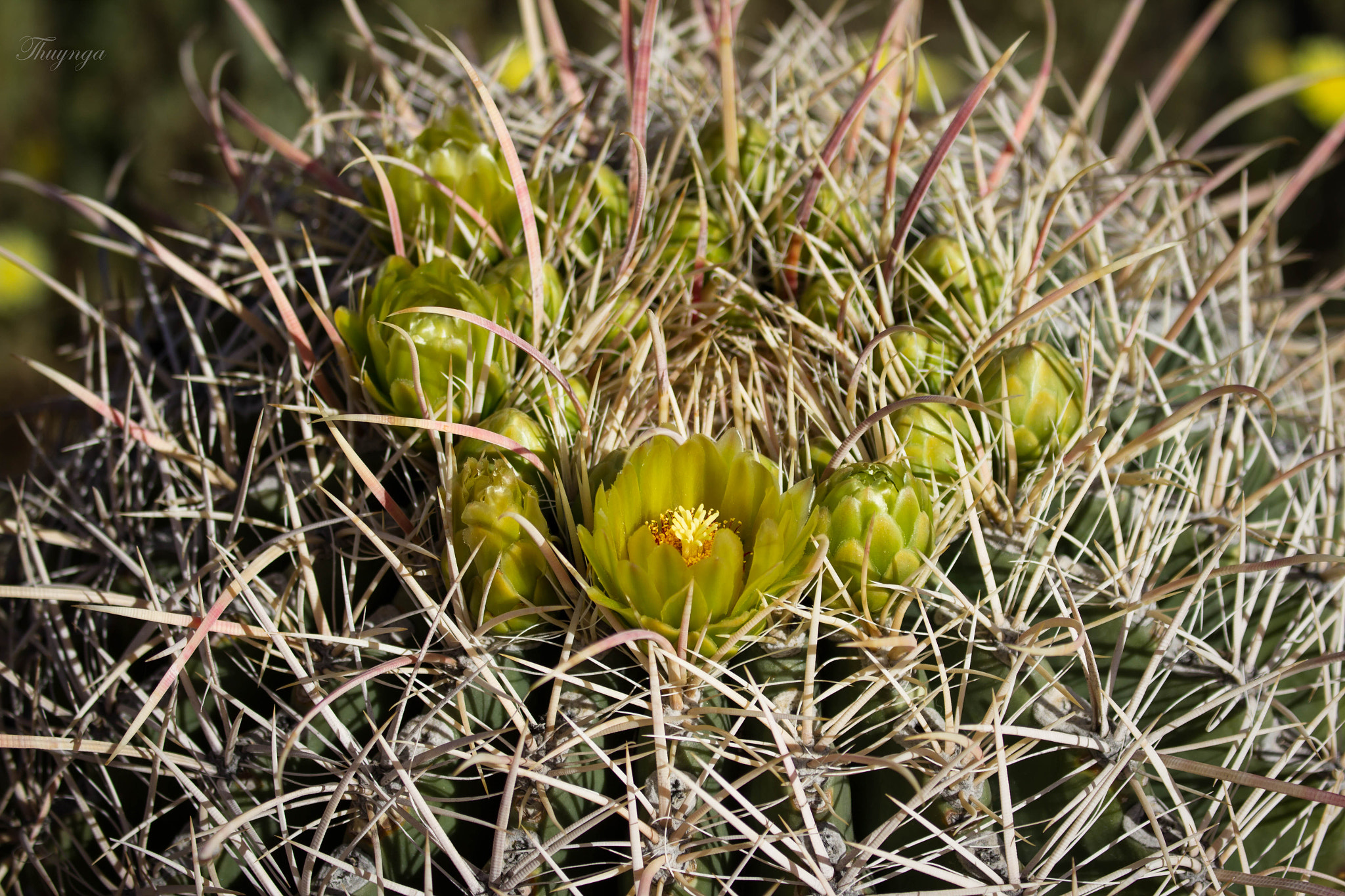 Canon EF 70-300mm F4-5.6L IS USM sample photo. Springtime in the desert photography
