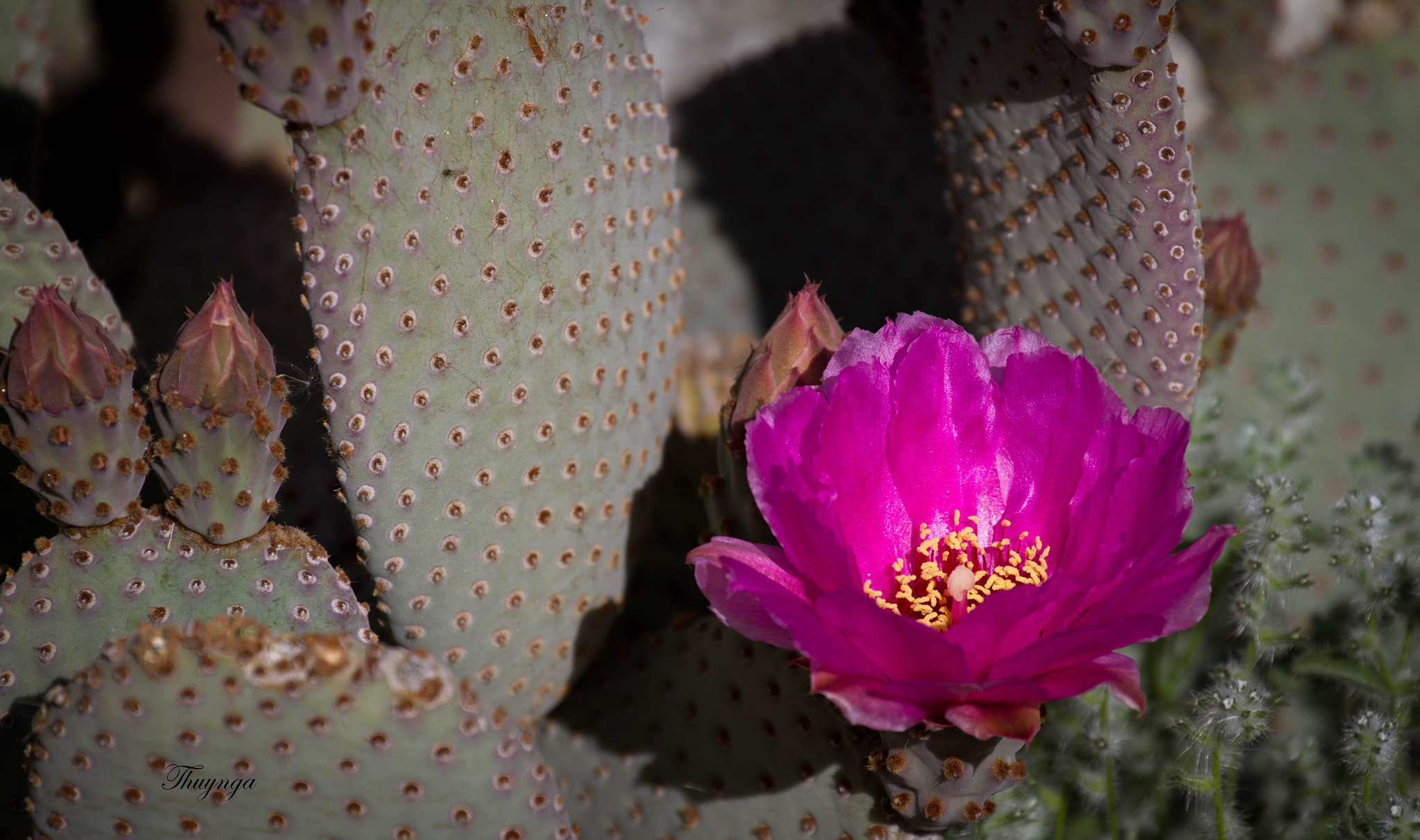 Canon EF 70-300mm F4-5.6L IS USM sample photo. Springtime in the desert photography
