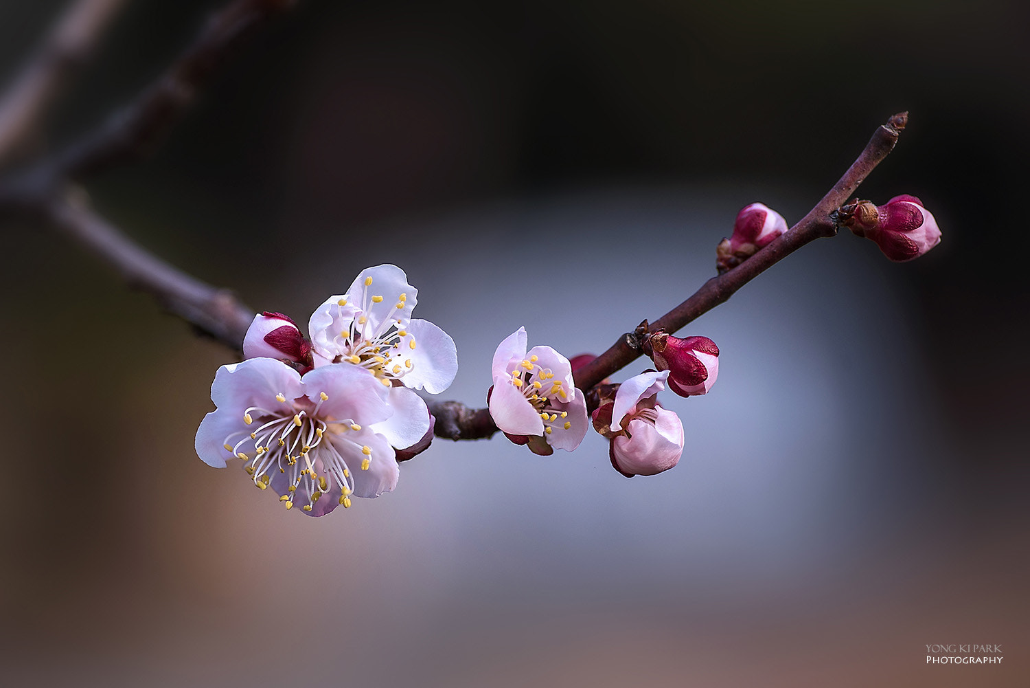 Pentax smc D-FA 100mm F2.8 Macro WR sample photo. Opening of the spring-9 photography