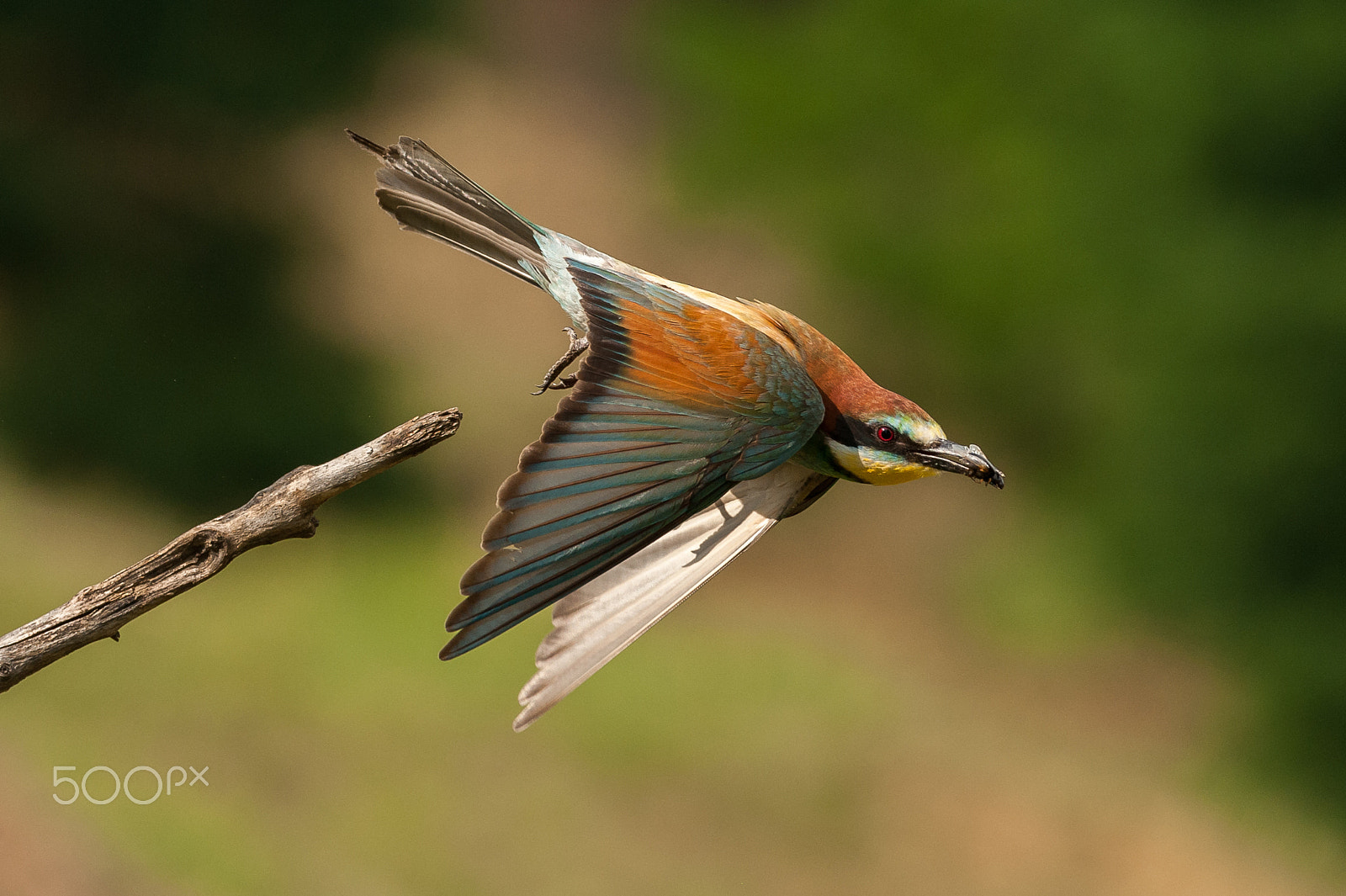 Nikon D700 sample photo. Bee -eater photography