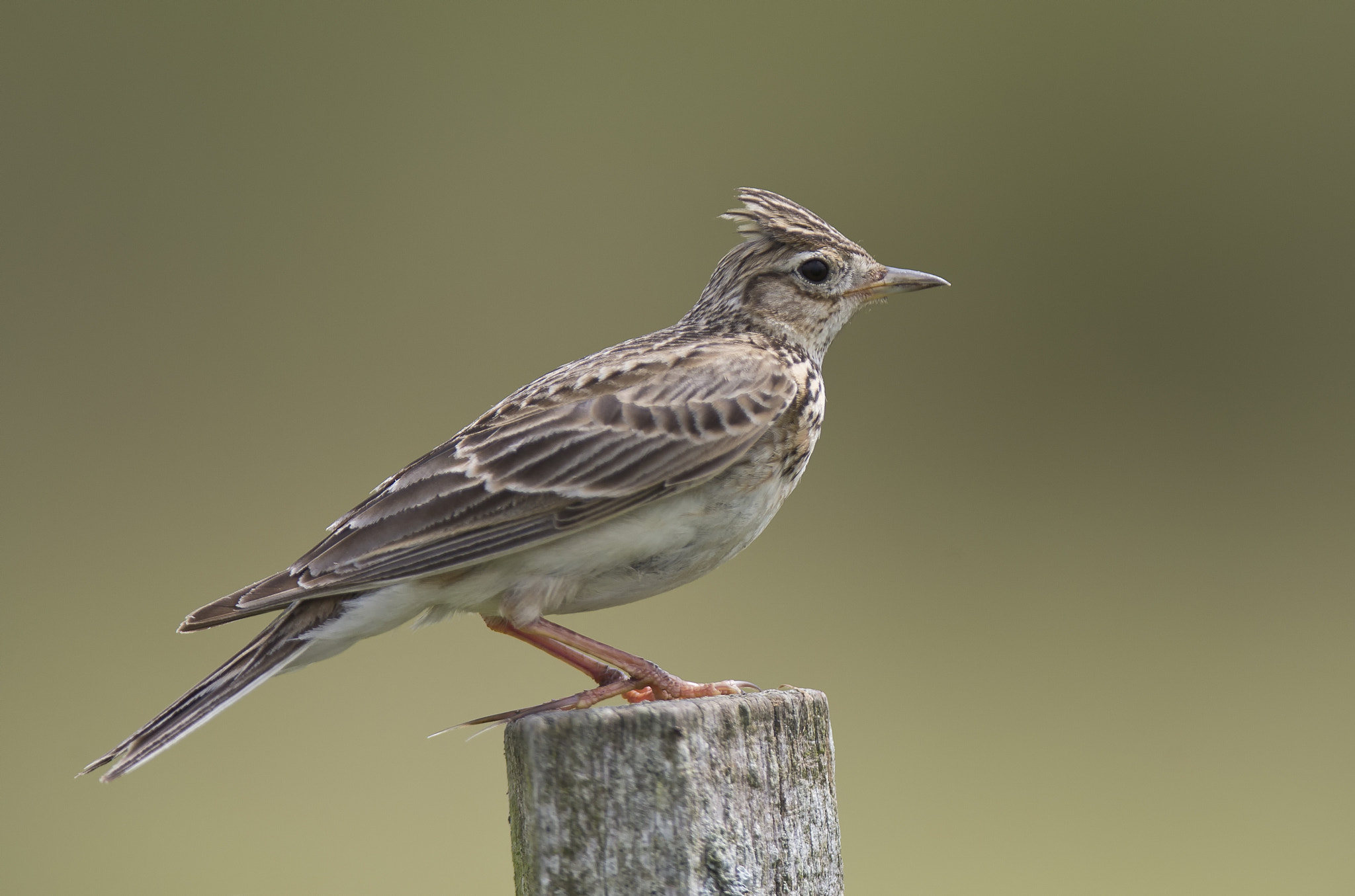 Canon EF 400mm F2.8L IS II USM sample photo. Skylark photography