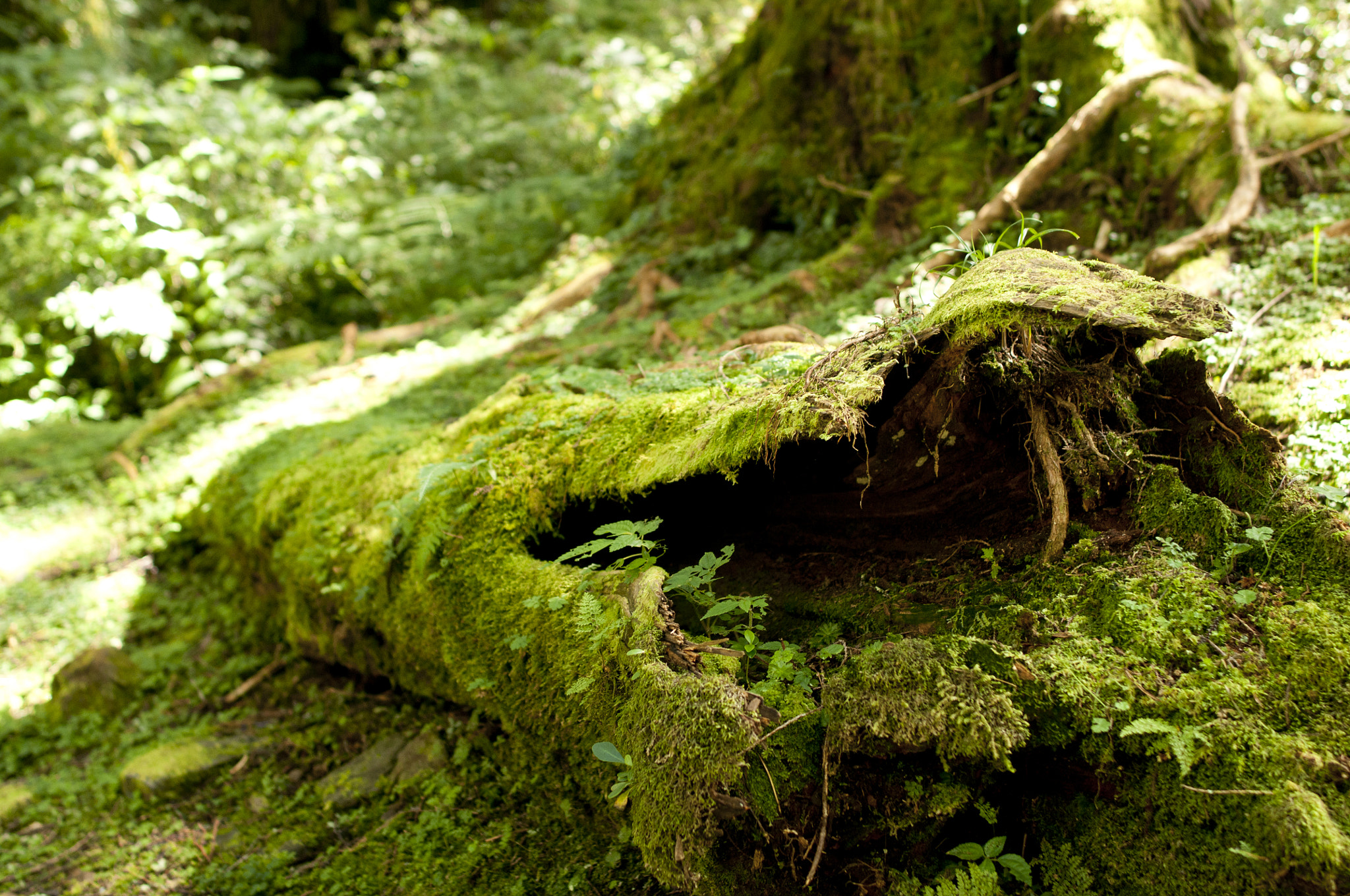 Nikon D300S + Nikon AF-S Nikkor 28mm F1.8G sample photo. Dsc photography