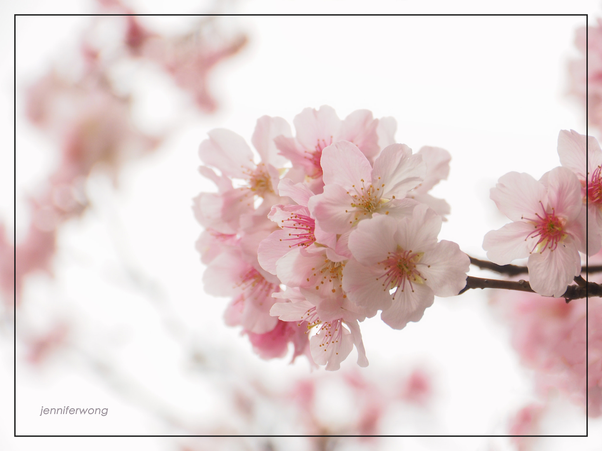 Olympus OM-D E-M1 sample photo. Spring in coming photography