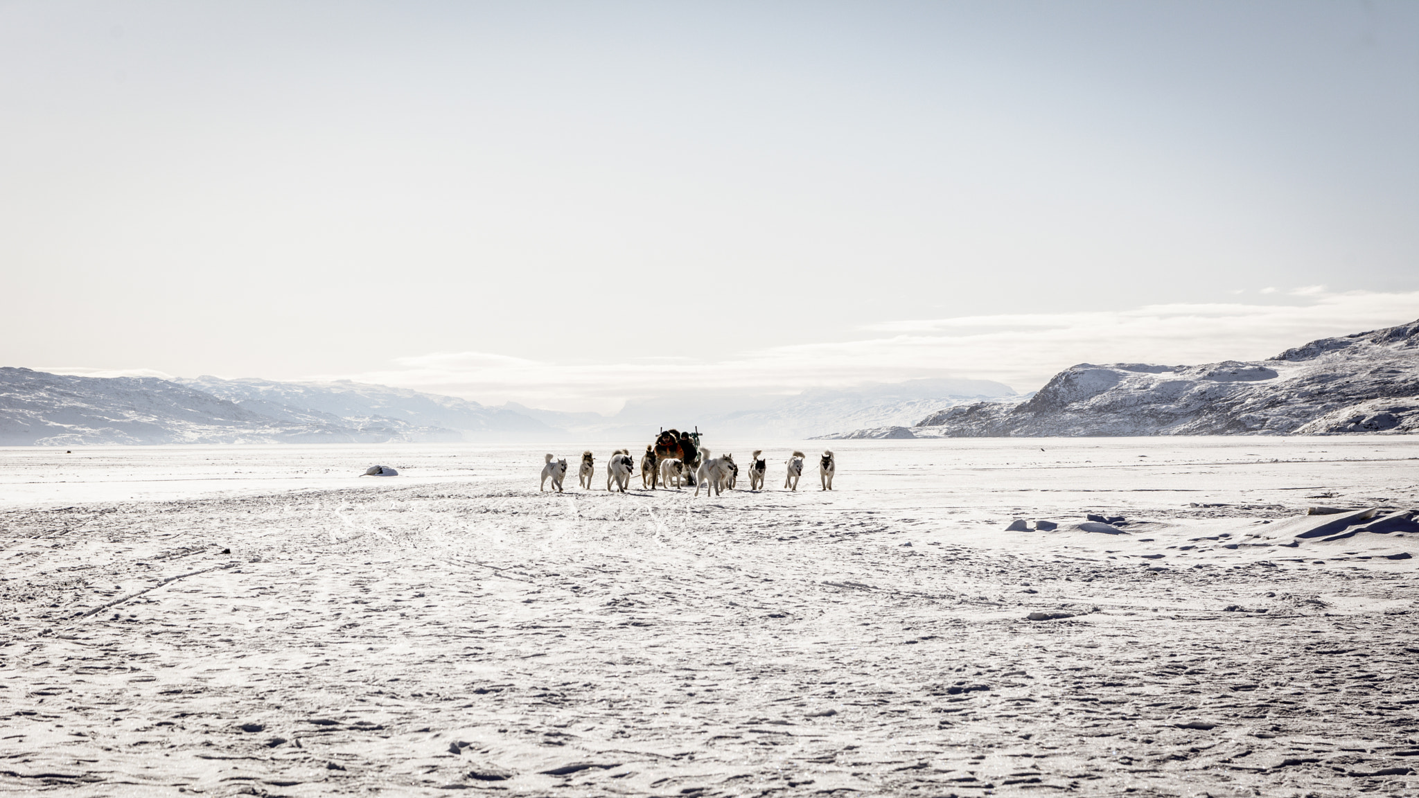 Sigma 17-70mm F2.8-4 DC Macro OS HSM sample photo. Dogsled on  the frozen fjord photography