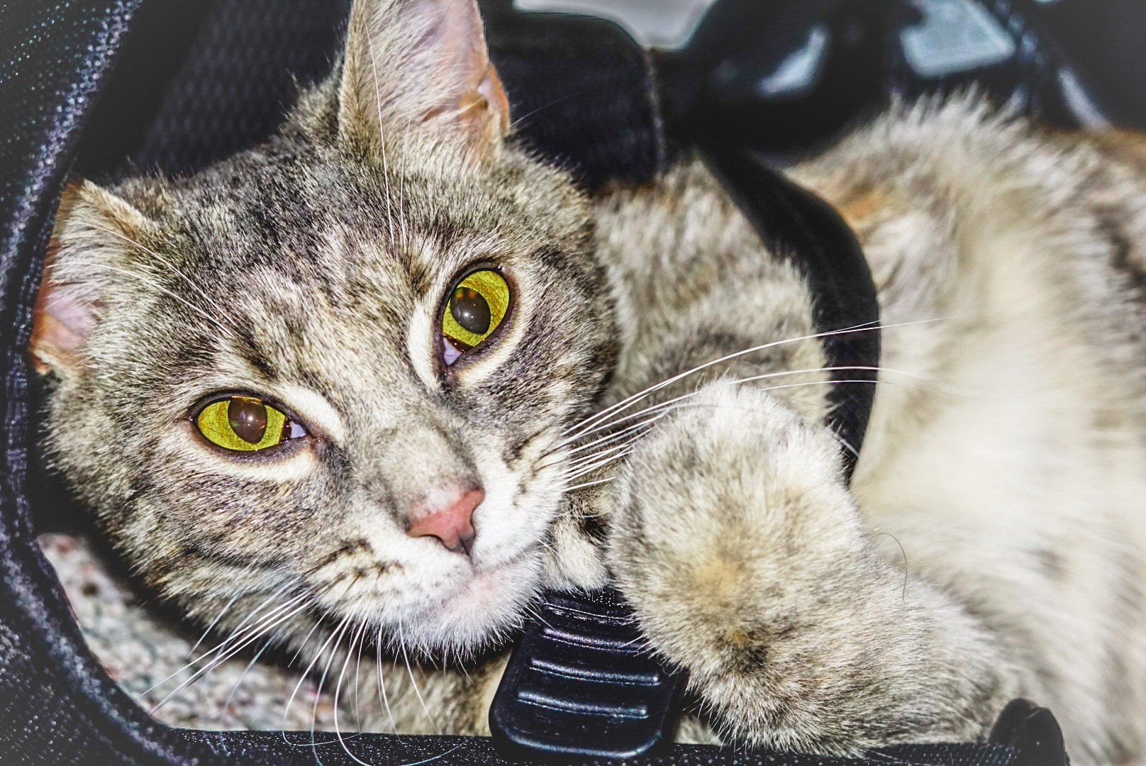 Sony FE 50mm F1.8 sample photo. Half cute half evil photography