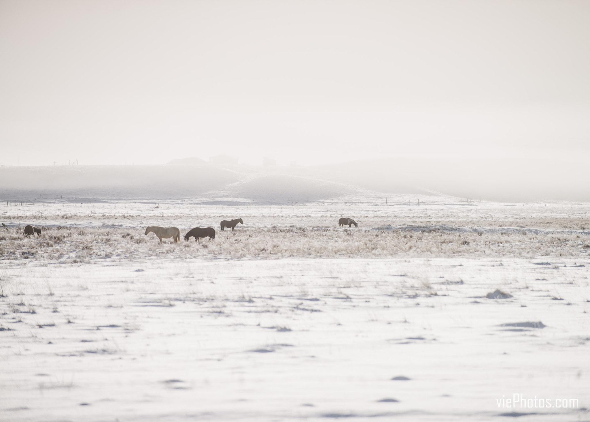 Nikon D800 sample photo. Colorado morning photography