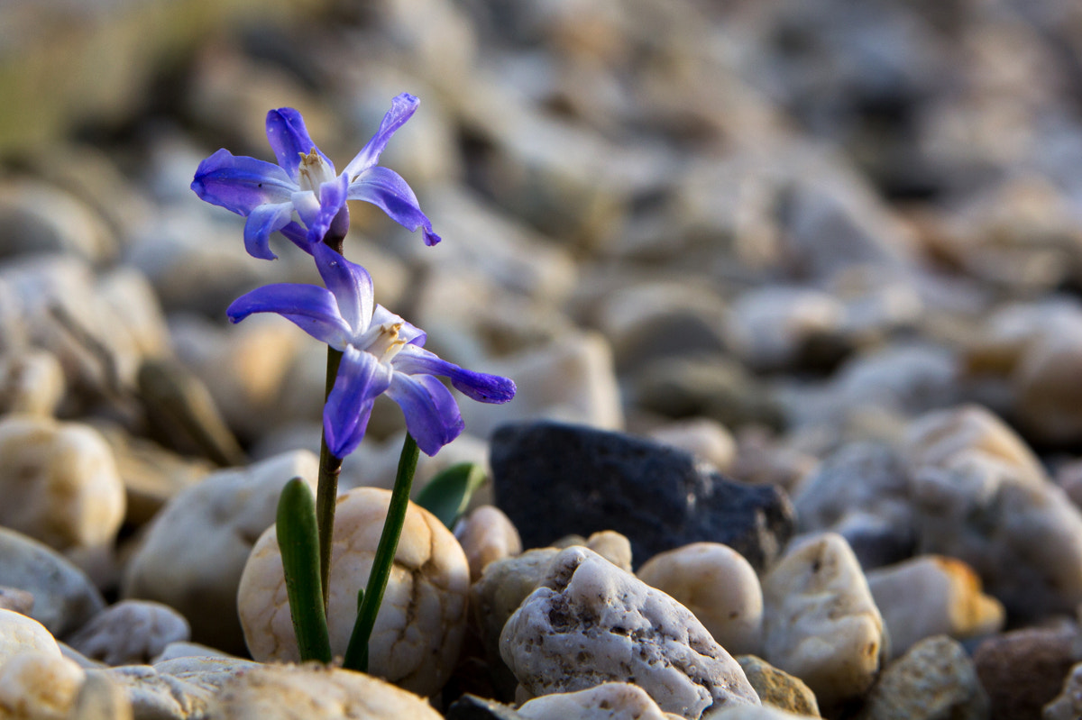 Canon EOS 60D sample photo. Tough and fragile photography