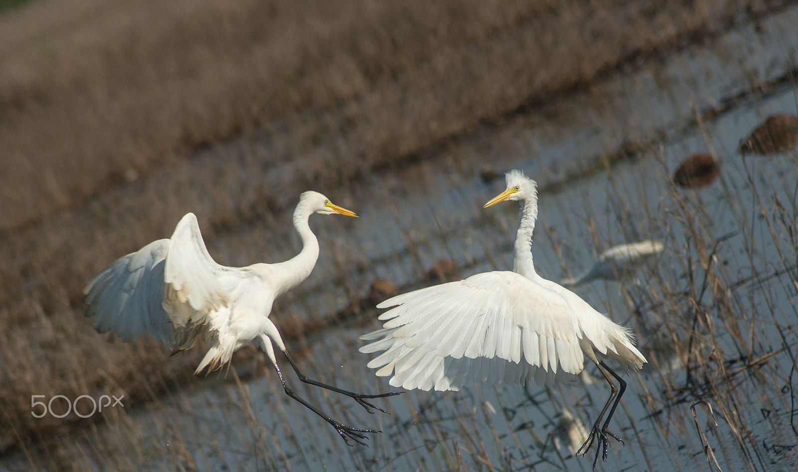 Nikon D610 sample photo. Fighting egrets photography