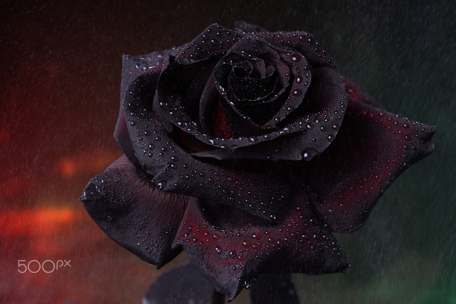 Sony a7 sample photo. Dark rose photography