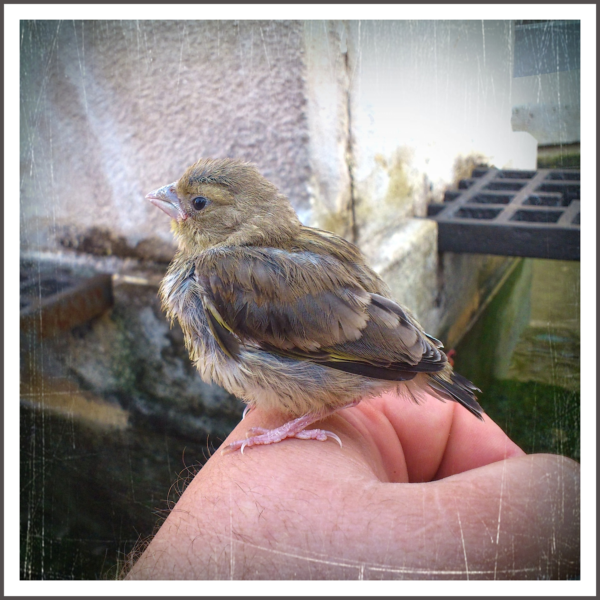 Sony Ericsson Xperia arc S sample photo