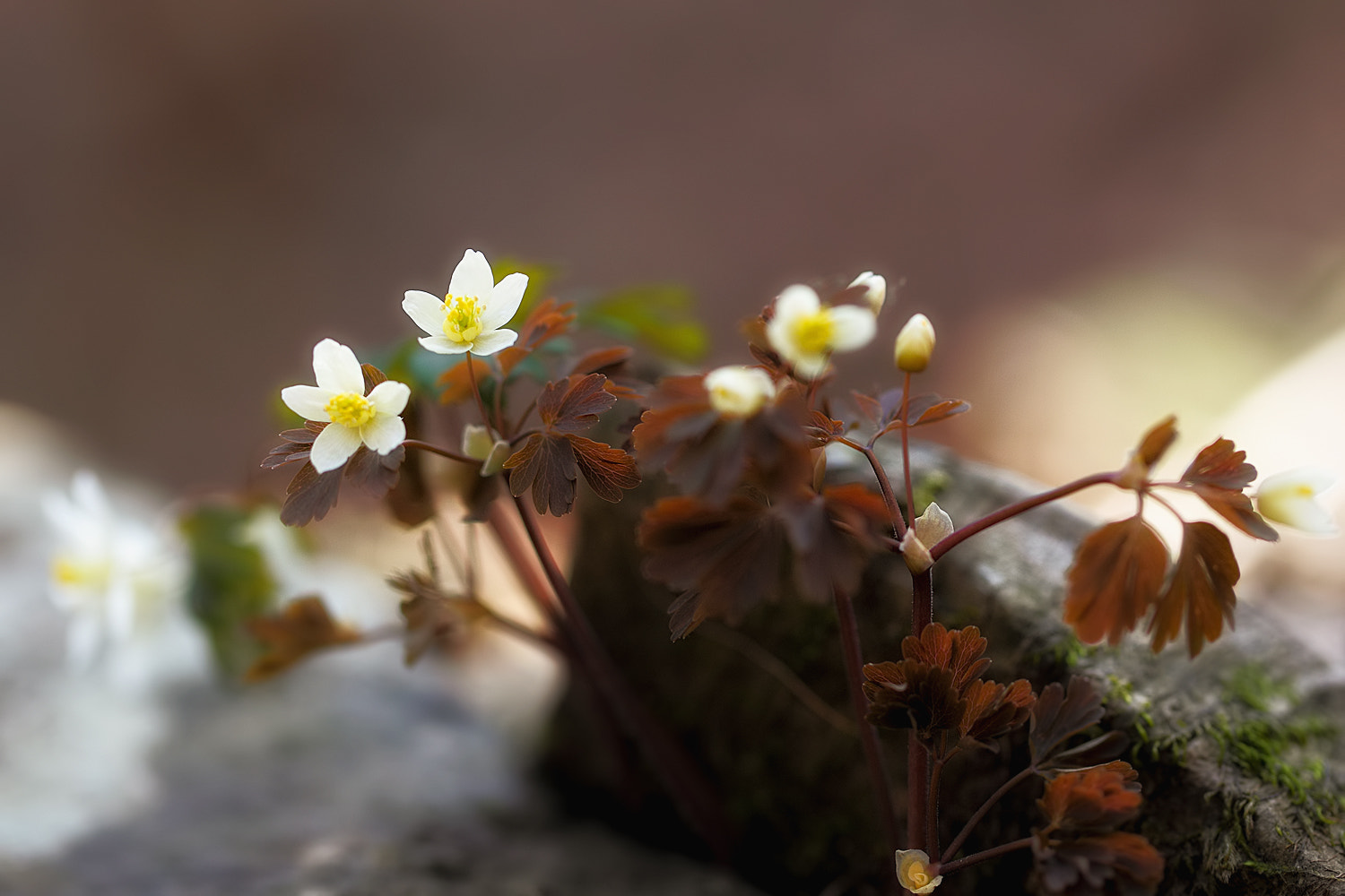 Canon EF 100mm F2.8L Macro IS USM sample photo. Just feel the nature - isopyrum manshuricum photography