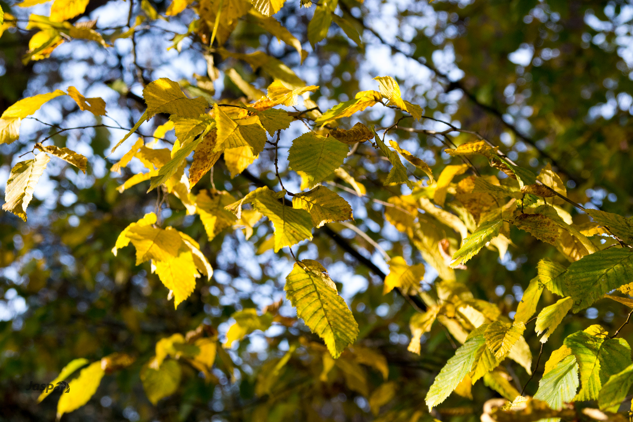 Sigma 17-70mm F2.8-4 DC Macro OS HSM sample photo. Autumn colours photography