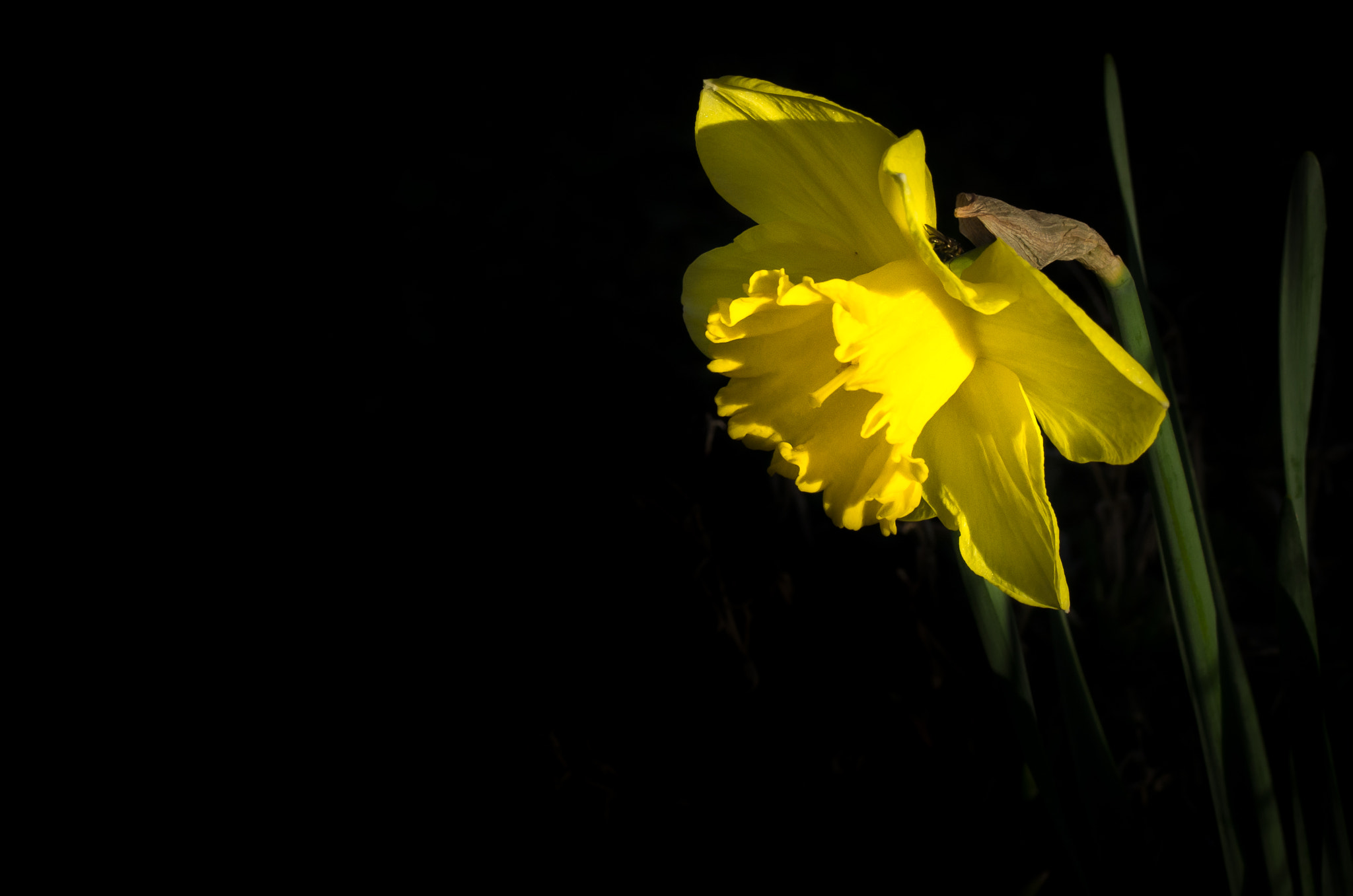 Pentax K-5 sample photo. Narcissus photography