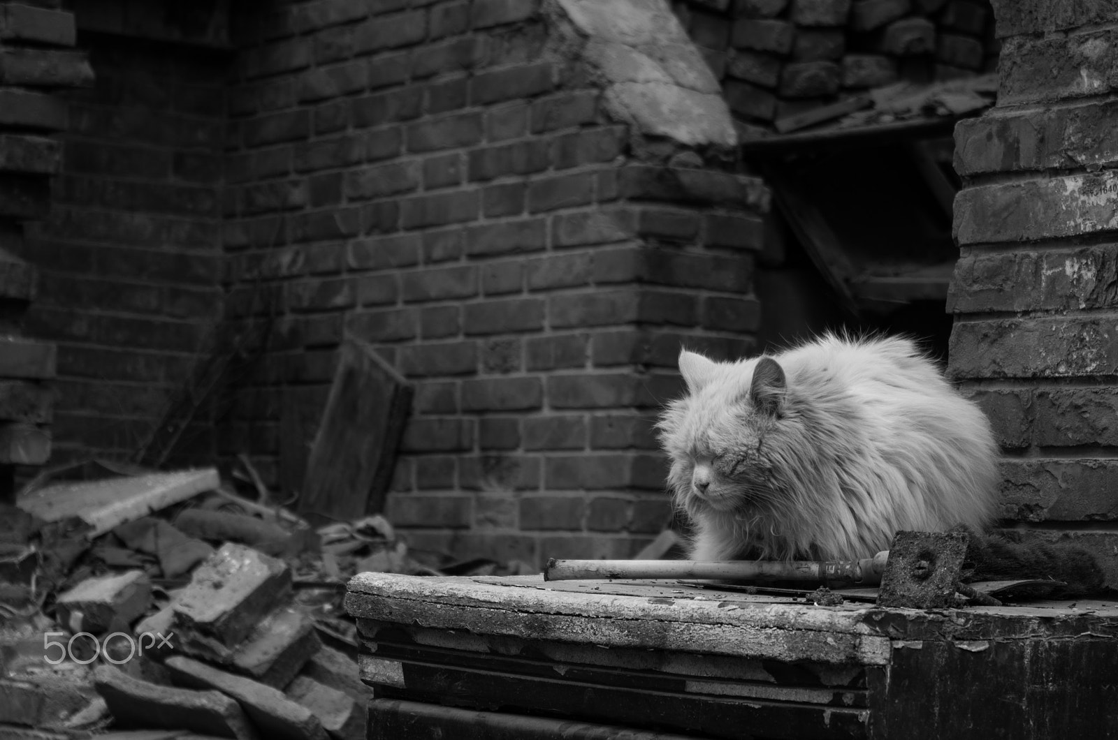 Pentax K-50 sample photo. Stray cat photography