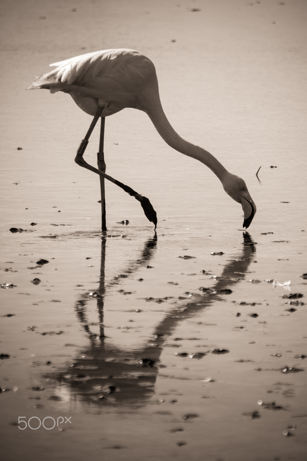 Canon EOS 60D sample photo. Pink flamingo in black and white photography