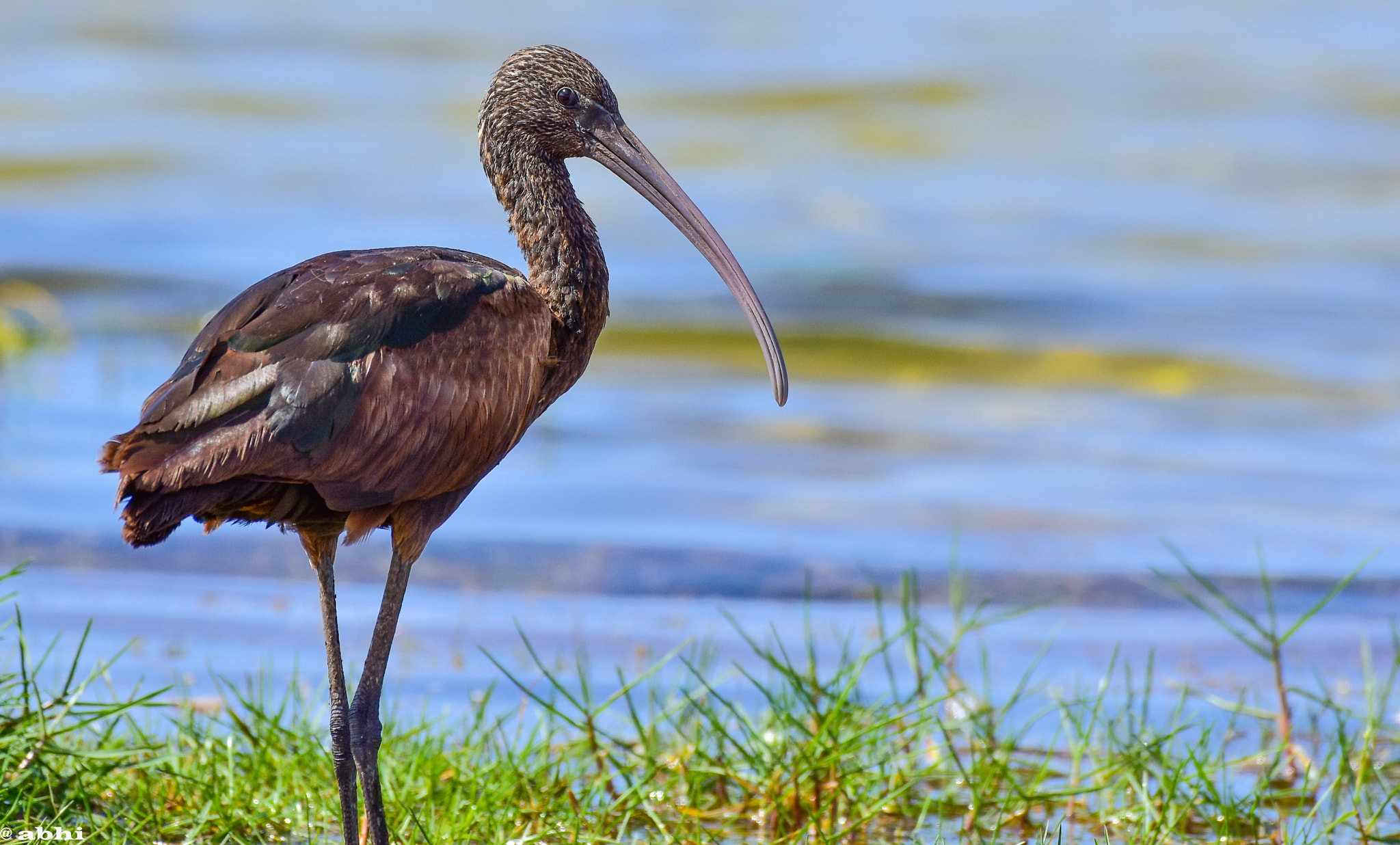 Nikon AF-S Nikkor 200-500mm F5.6E ED VR sample photo. Glossy ibis photography