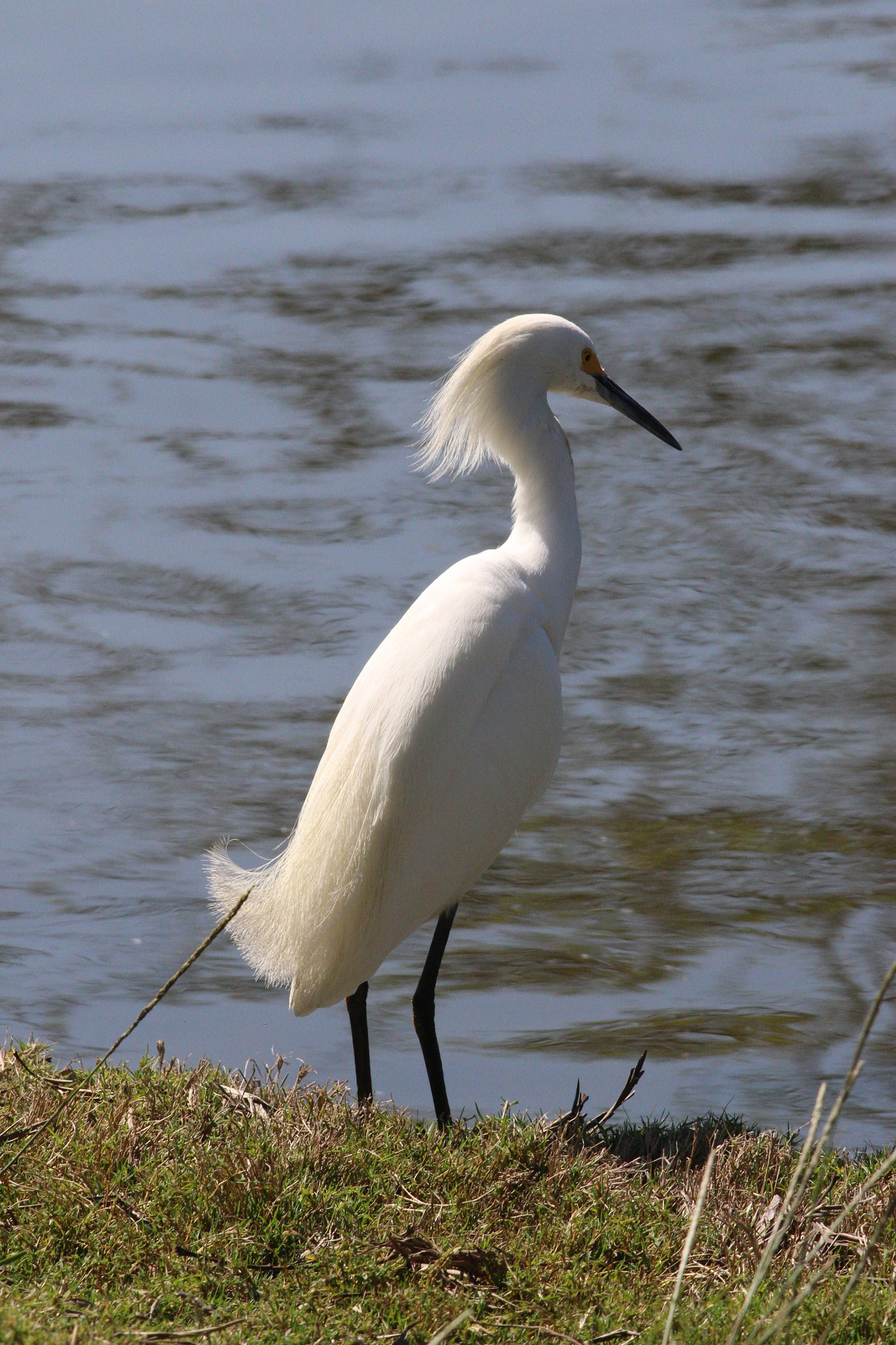 Canon EOS 70D + Canon EF 400mm F5.6L USM sample photo. Snowy egret at santee lakes photography