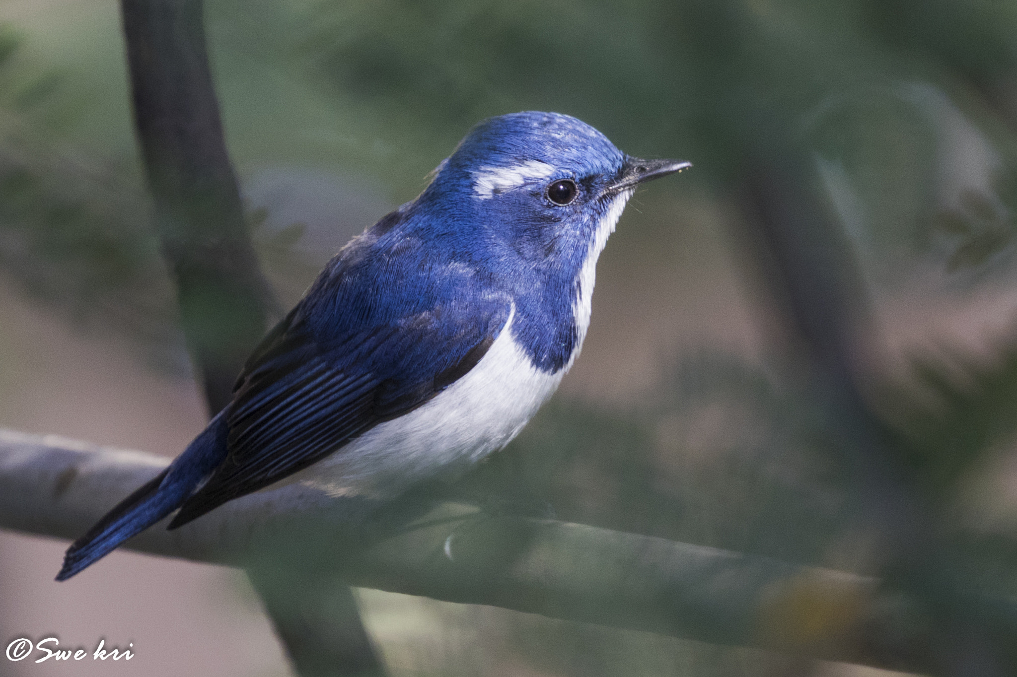 Canon EOS 80D sample photo. Ultramarine flycatcher photography