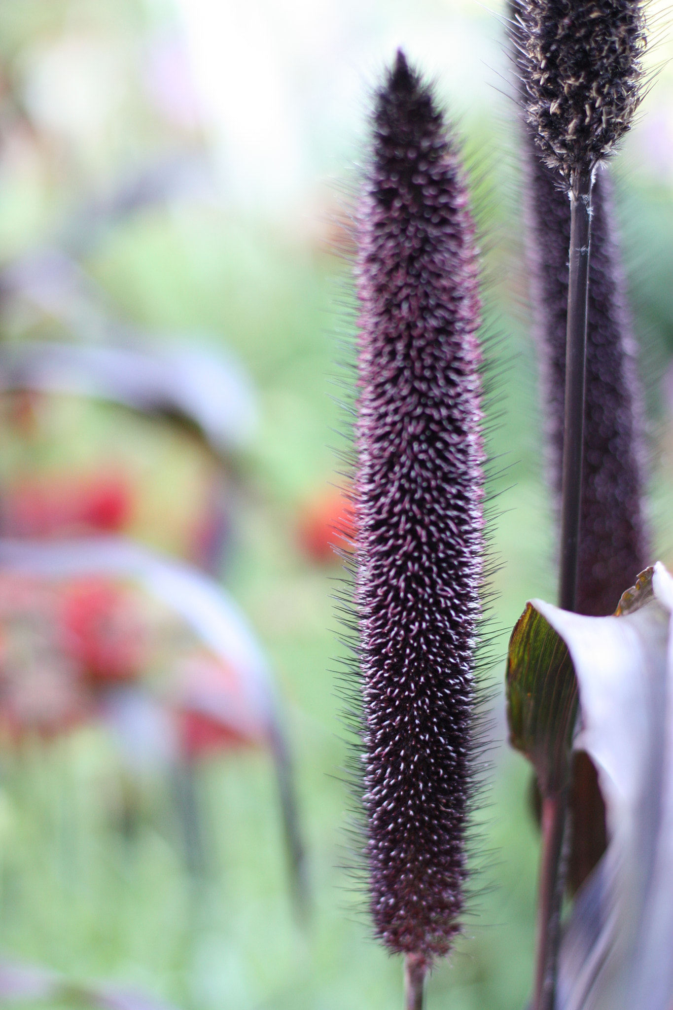 Canon EF-S 55-250mm F4-5.6 IS sample photo