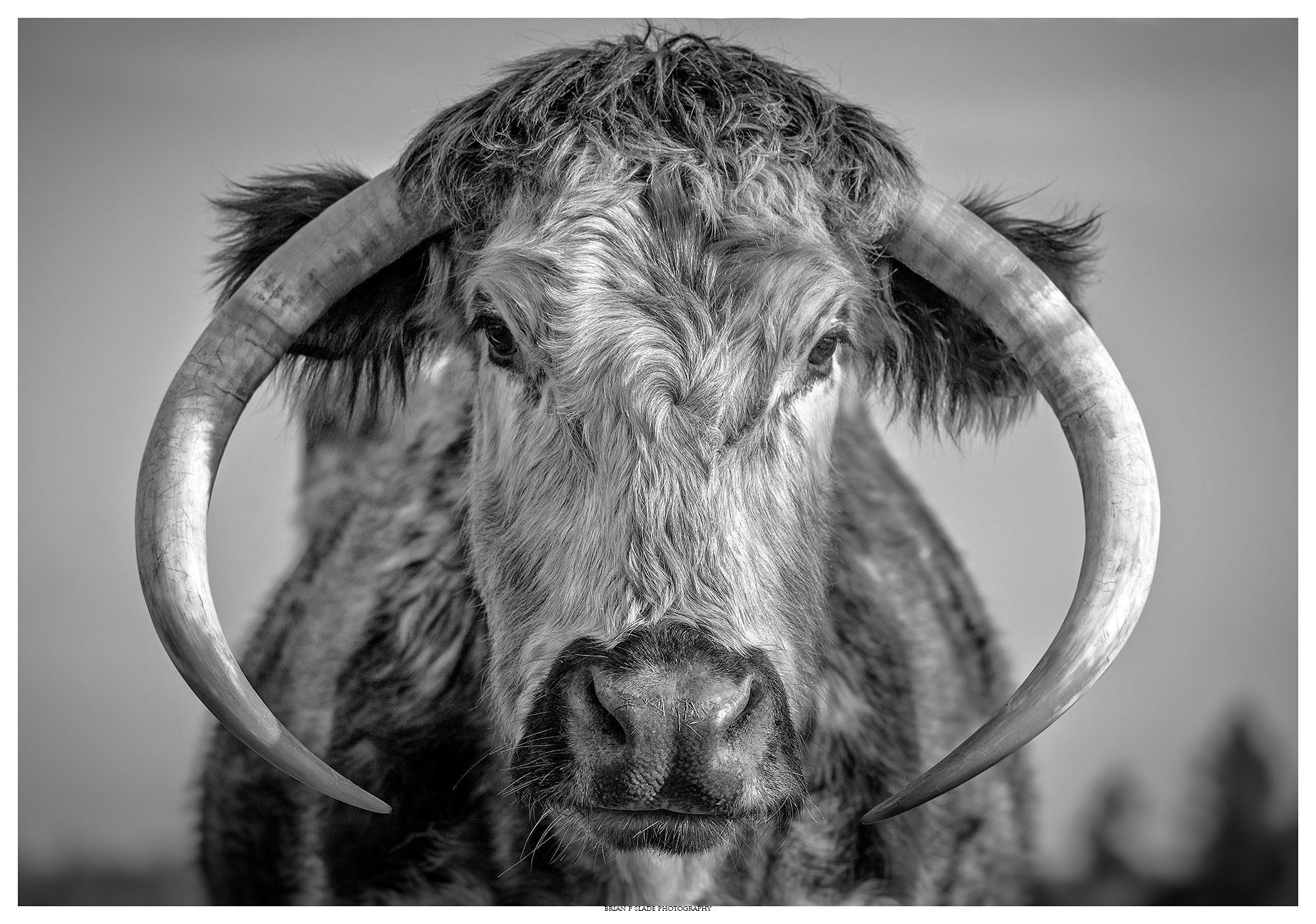 Canon EOS 5D Mark II + Sigma 150-600mm F5-6.3 DG OS HSM | C sample photo. Cattle of arne in portraiture photography