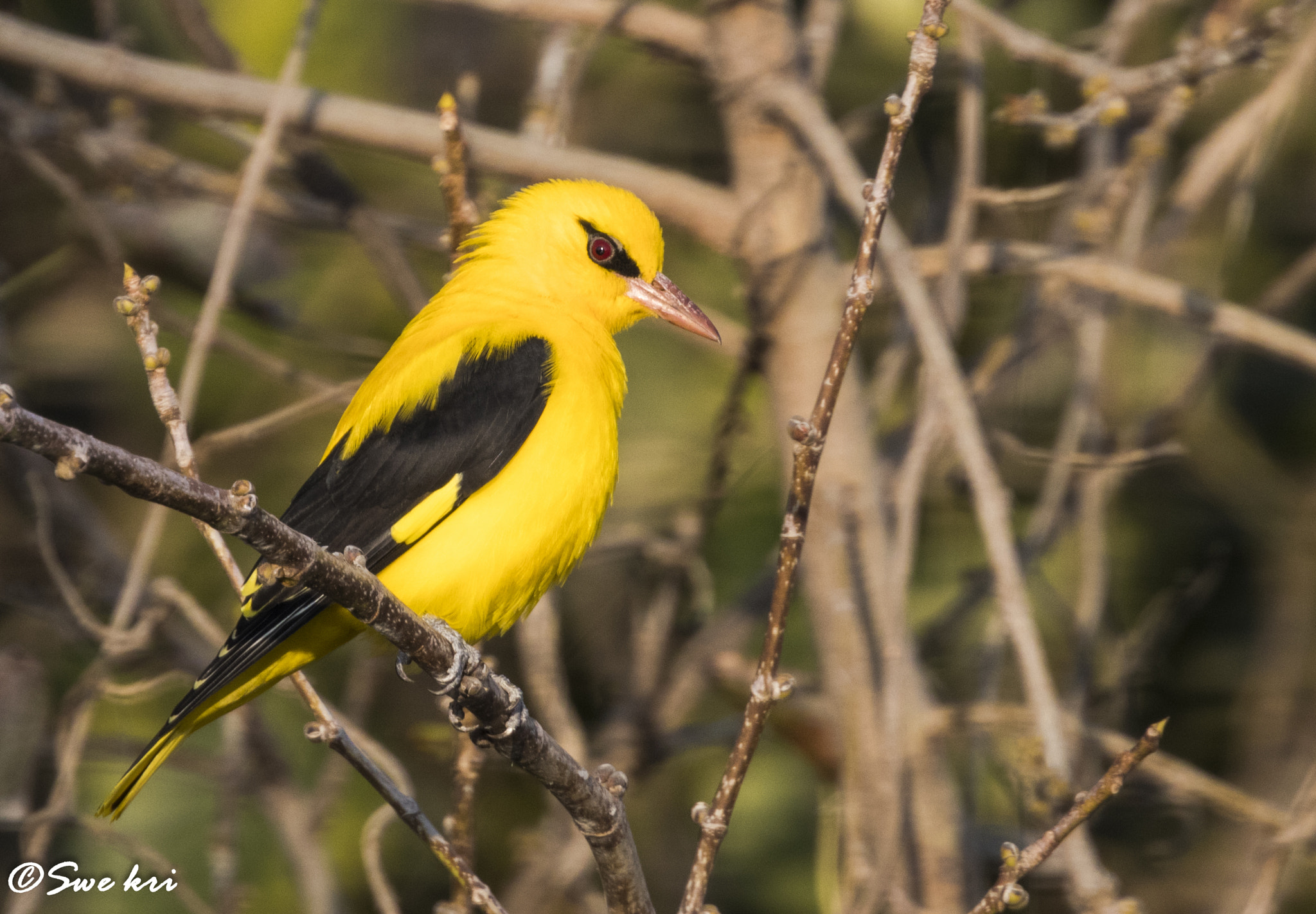 Canon EOS 80D + Canon EF 100-400mm F4.5-5.6L IS II USM sample photo. Indian golden oriole photography