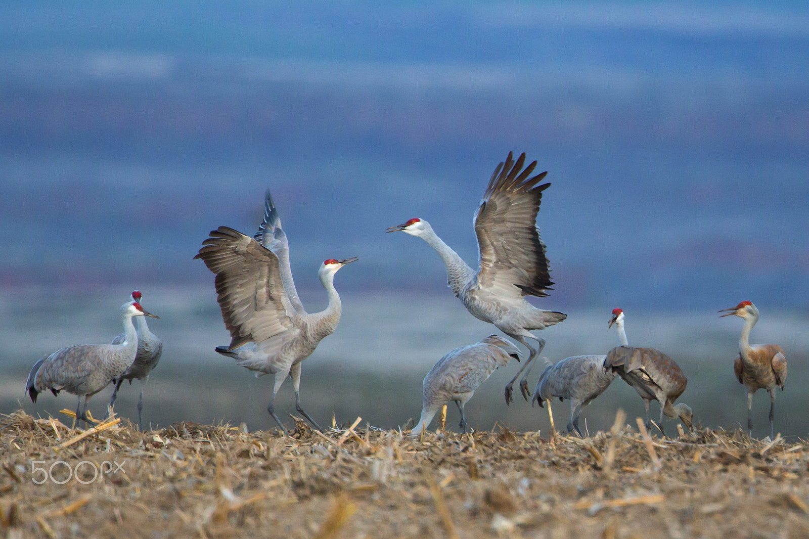 Canon EOS-1D X + Canon EF 500mm F4L IS II USM sample photo. Sandhill crane dancing photography