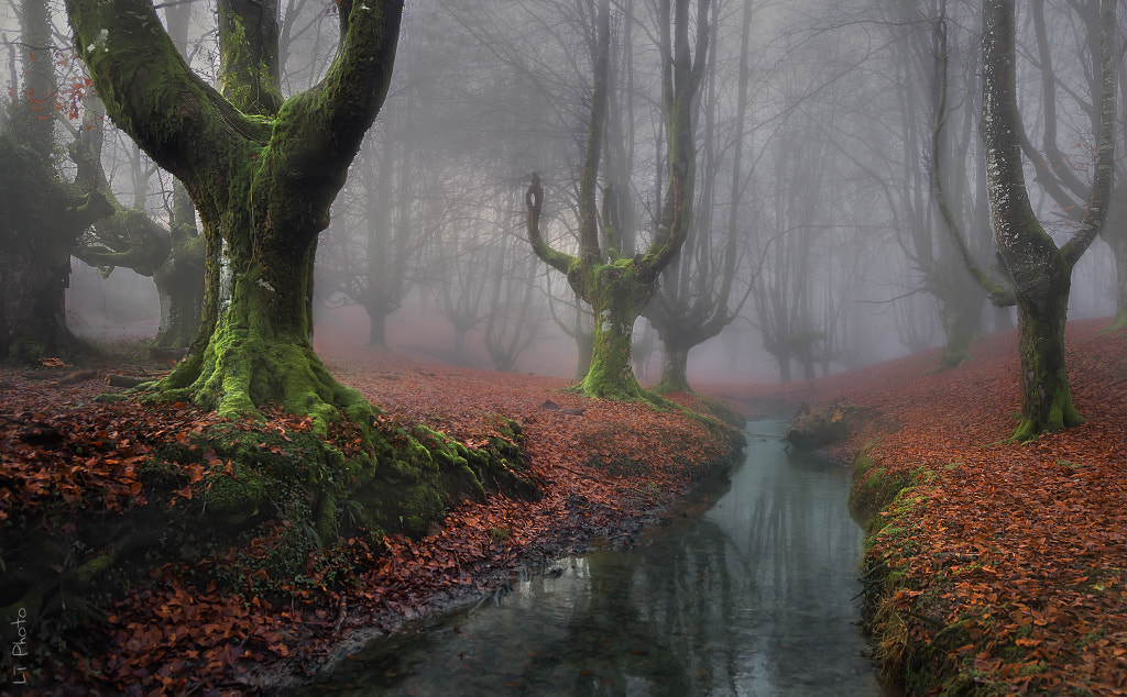 Misty Morning II by Javier de la Torre on 500px.com