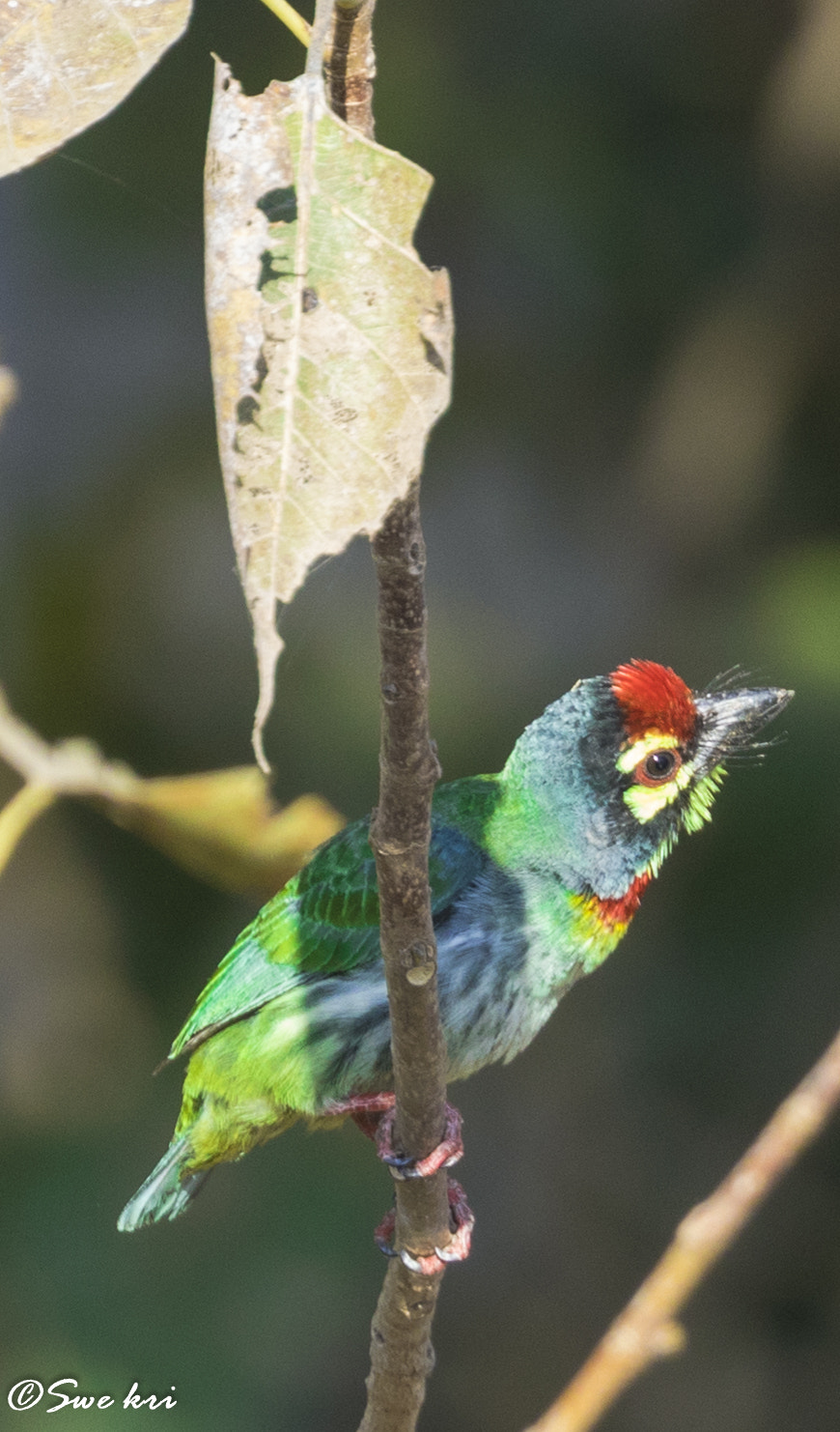 Canon EOS 5D Mark IV + Canon EF 100-400mm F4.5-5.6L IS II USM sample photo. Coppersmith barbet photography