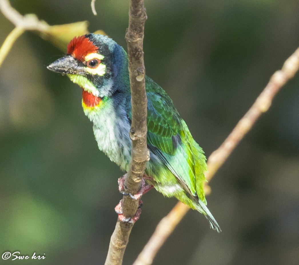 Canon EOS 5D Mark IV + Canon EF 100-400mm F4.5-5.6L IS II USM sample photo. Coppersmith barbet photography