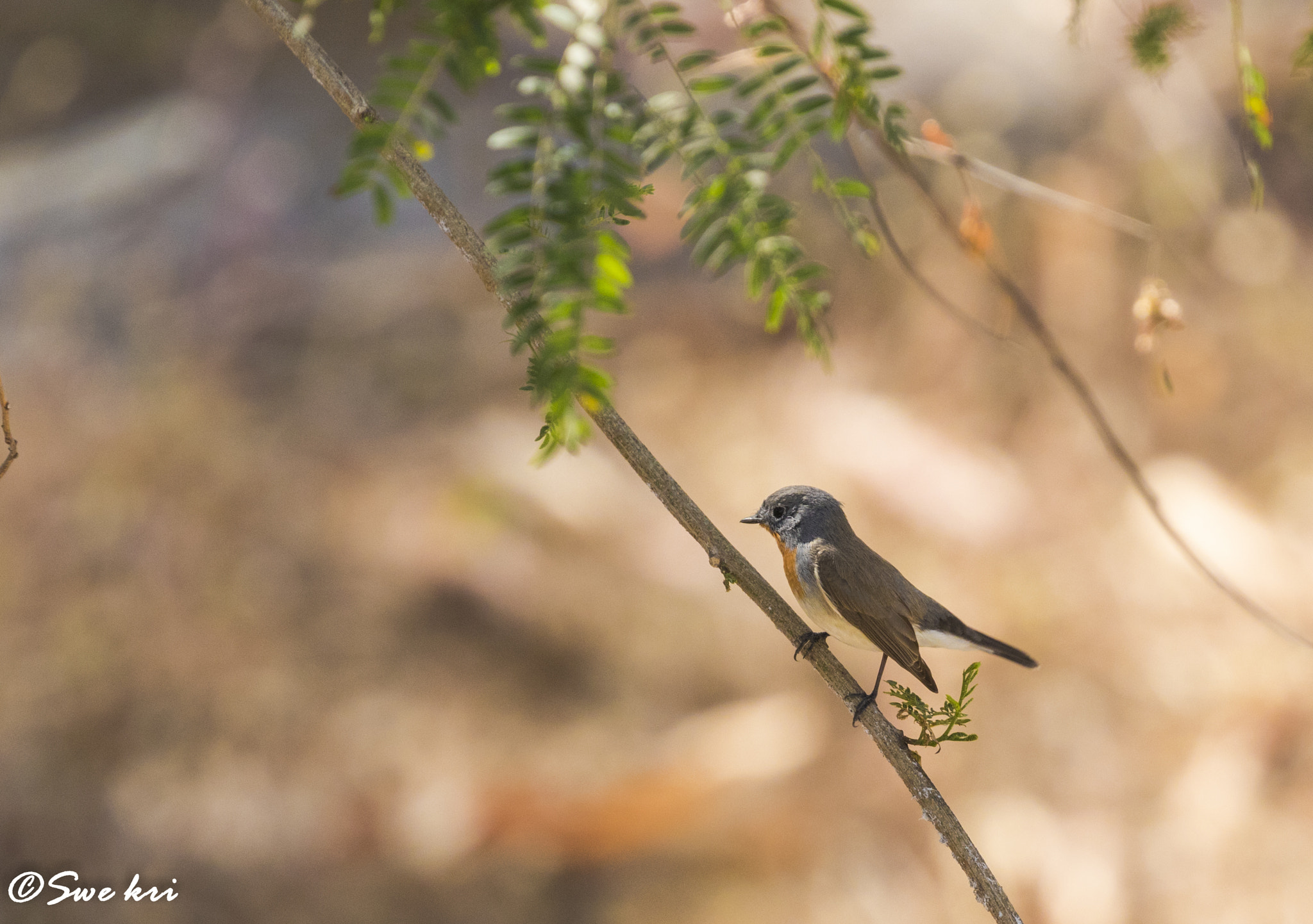 Canon EOS 80D sample photo. Red breasted flycatcher photography