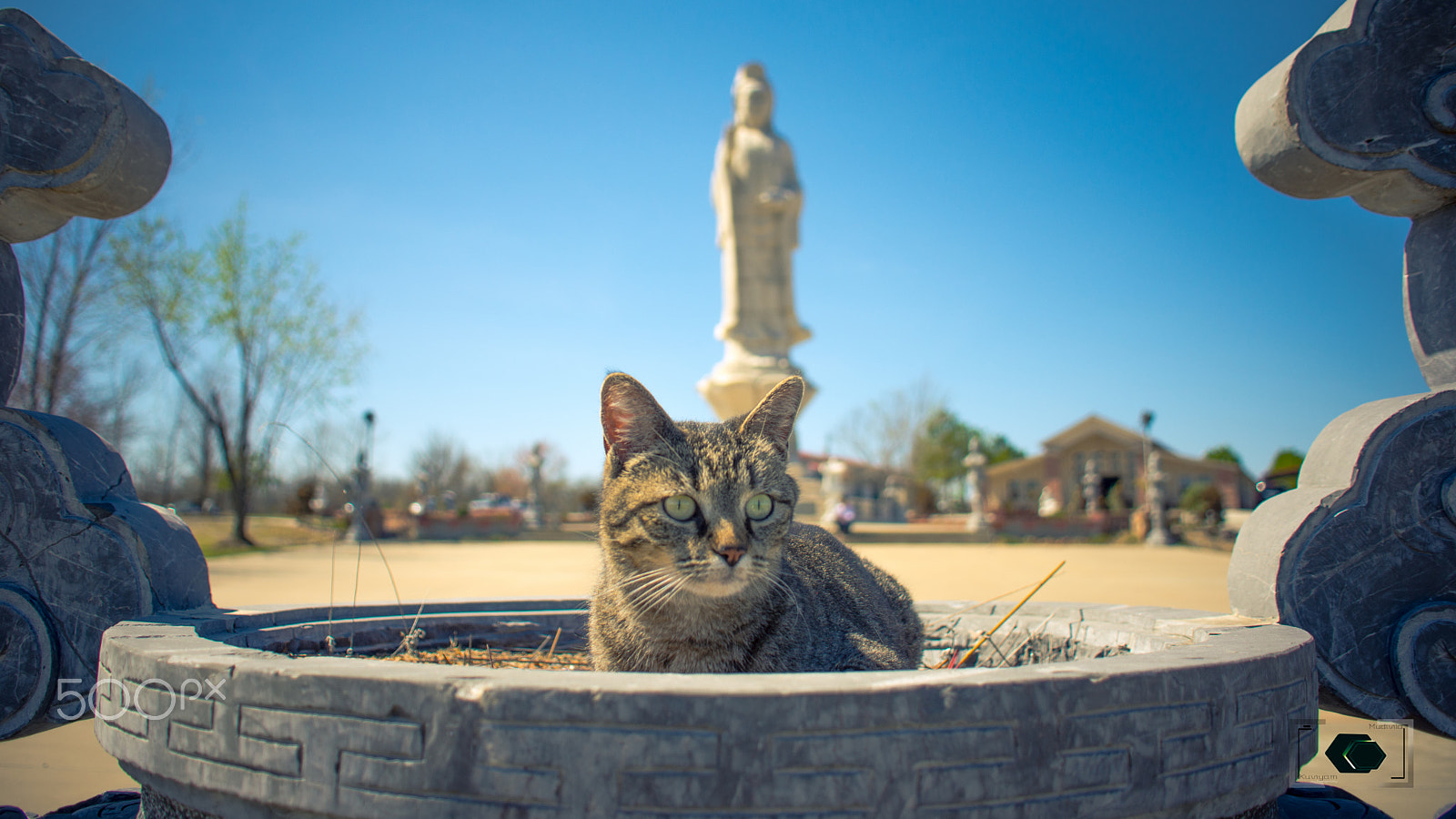 Nikon D7200 + Sigma 18-50mm F2.8-4.5 DC OS HSM sample photo. Cat monk photography