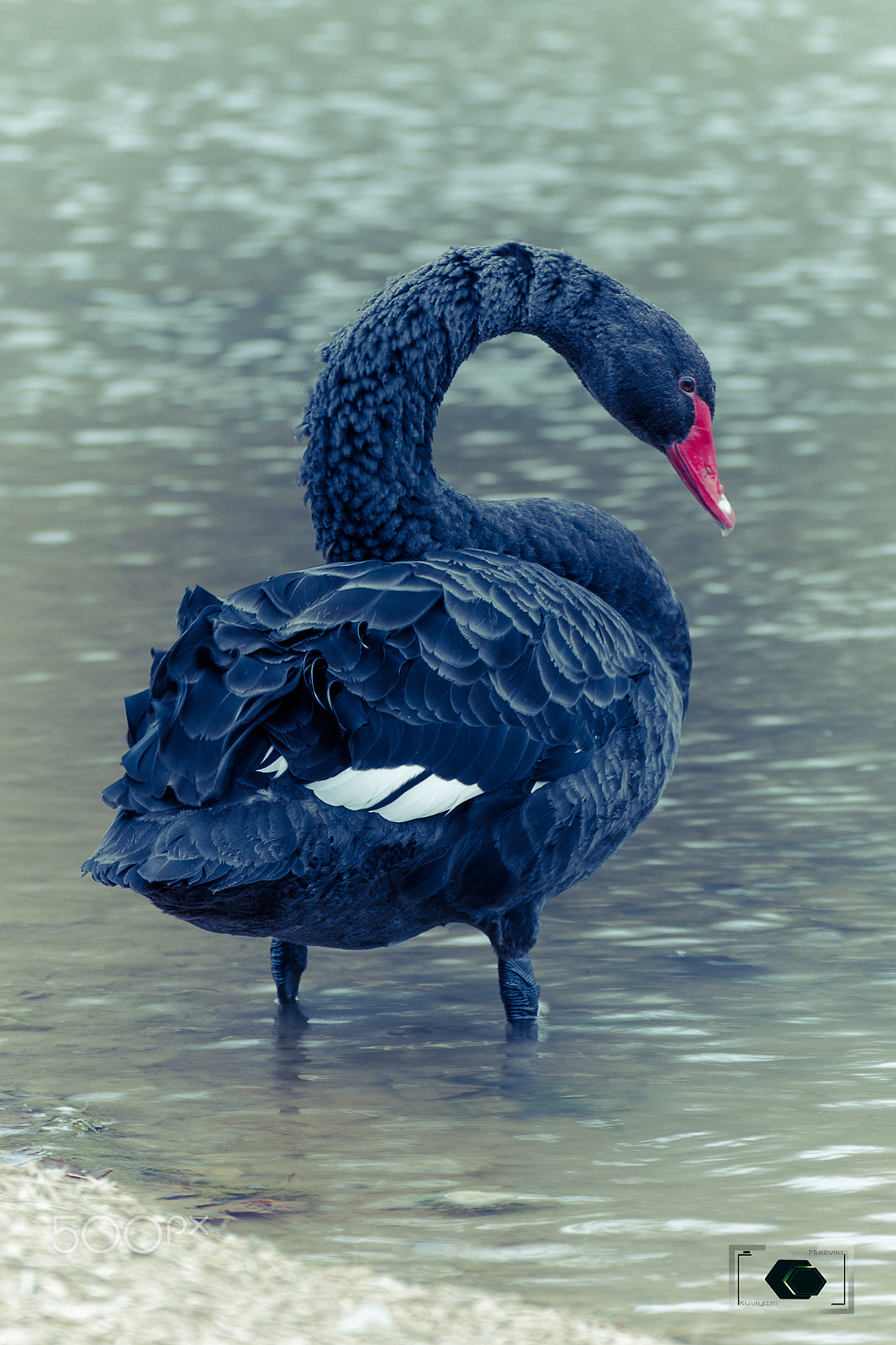 Nikon D7200 sample photo. Black swan photography