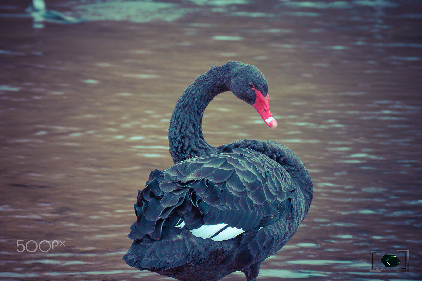 Nikon D7200 sample photo. Black swan photography