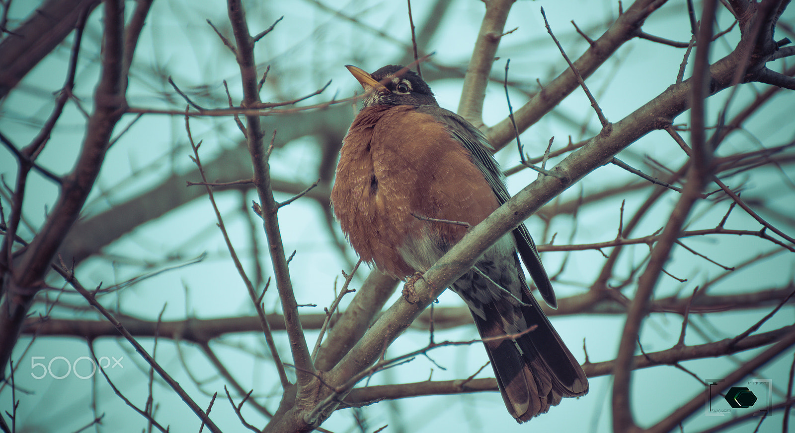 Nikon D7200 sample photo. Bird photography