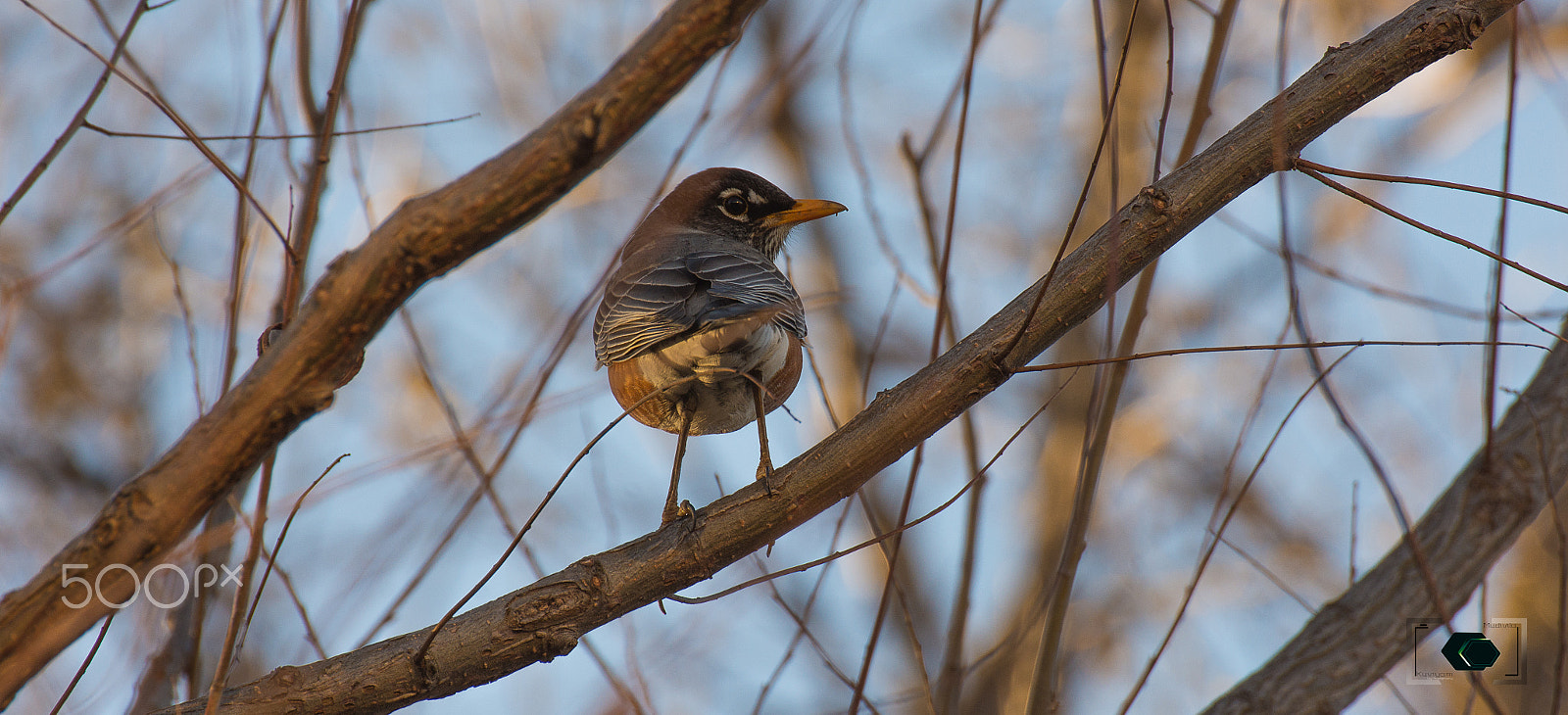 Nikon D7200 sample photo. Bird photography